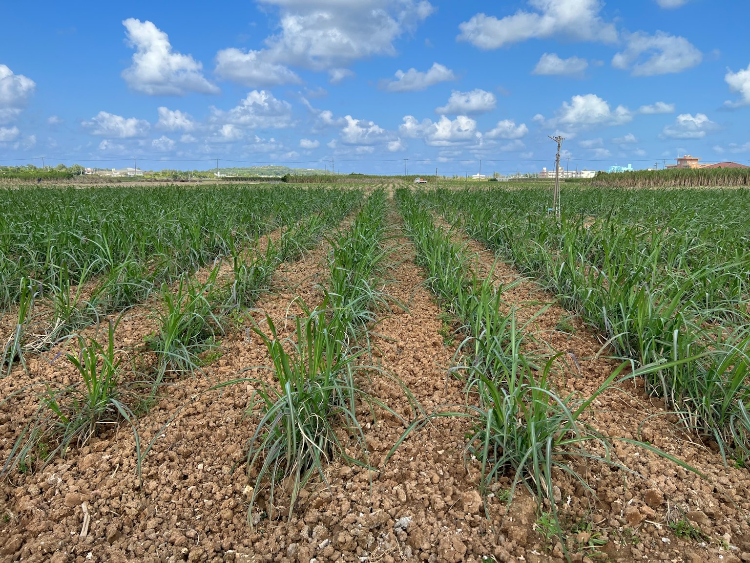 Ladang bawang hijau subur di bawah langit biru cerah