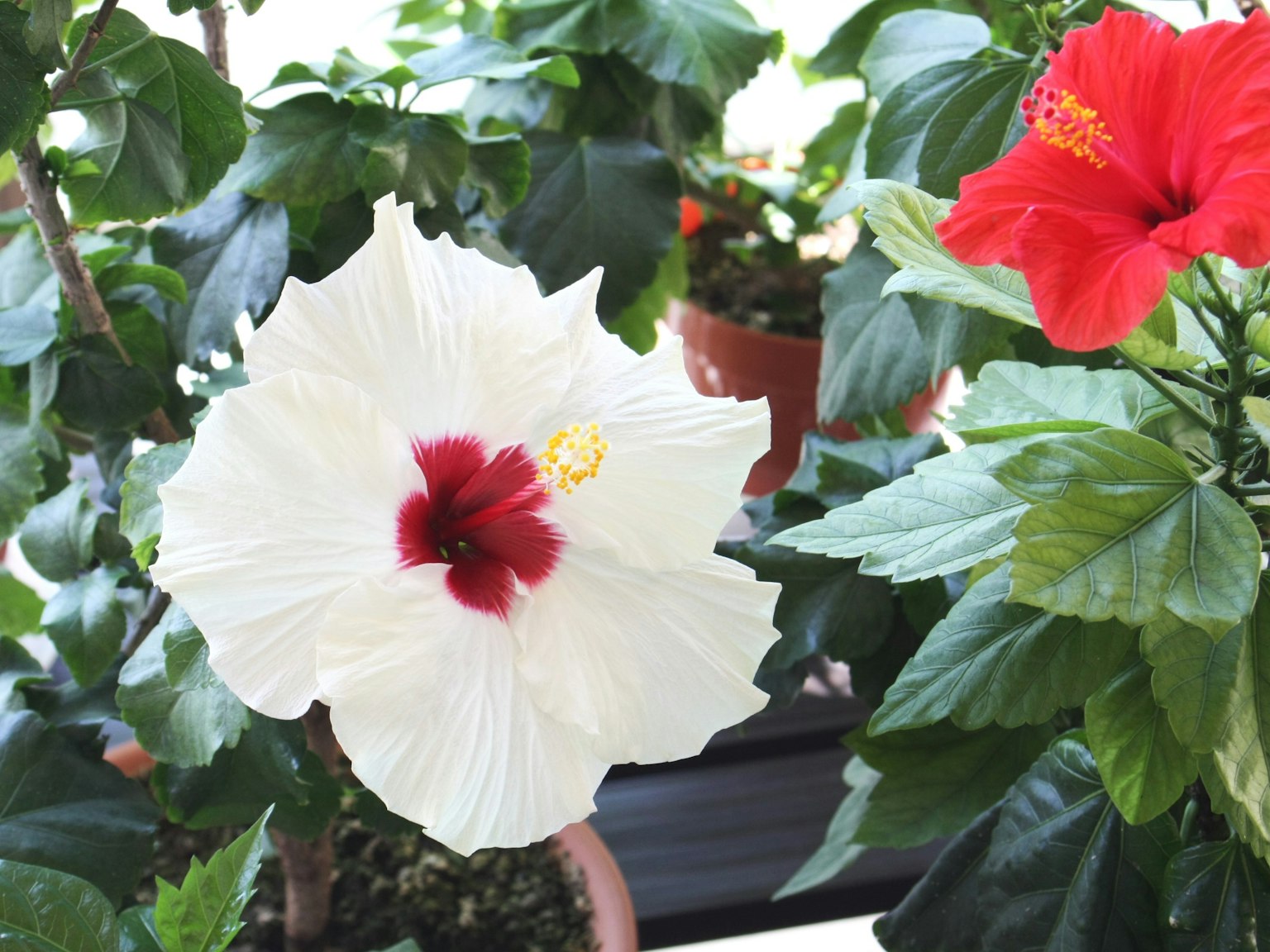 Fiore di ibisco bianco con centro rosso accanto a un fiore di ibisco rosso circondato da foglie verdi