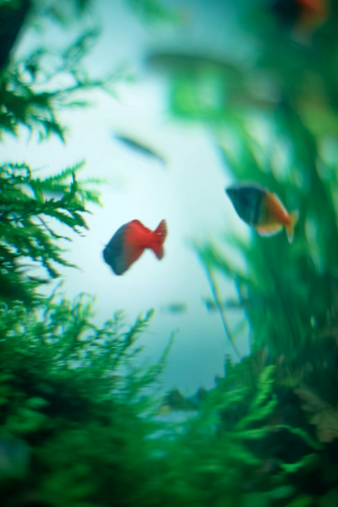 熱帯の水槽で泳ぐ魚の姿が見える水中の景色