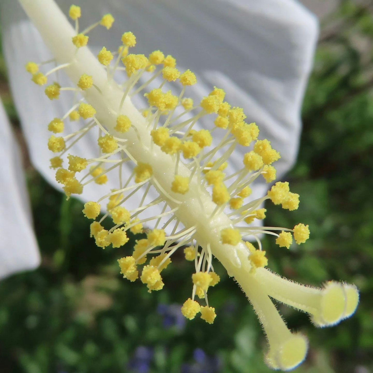 Primo piano degli stami gialli di un fiore bianco