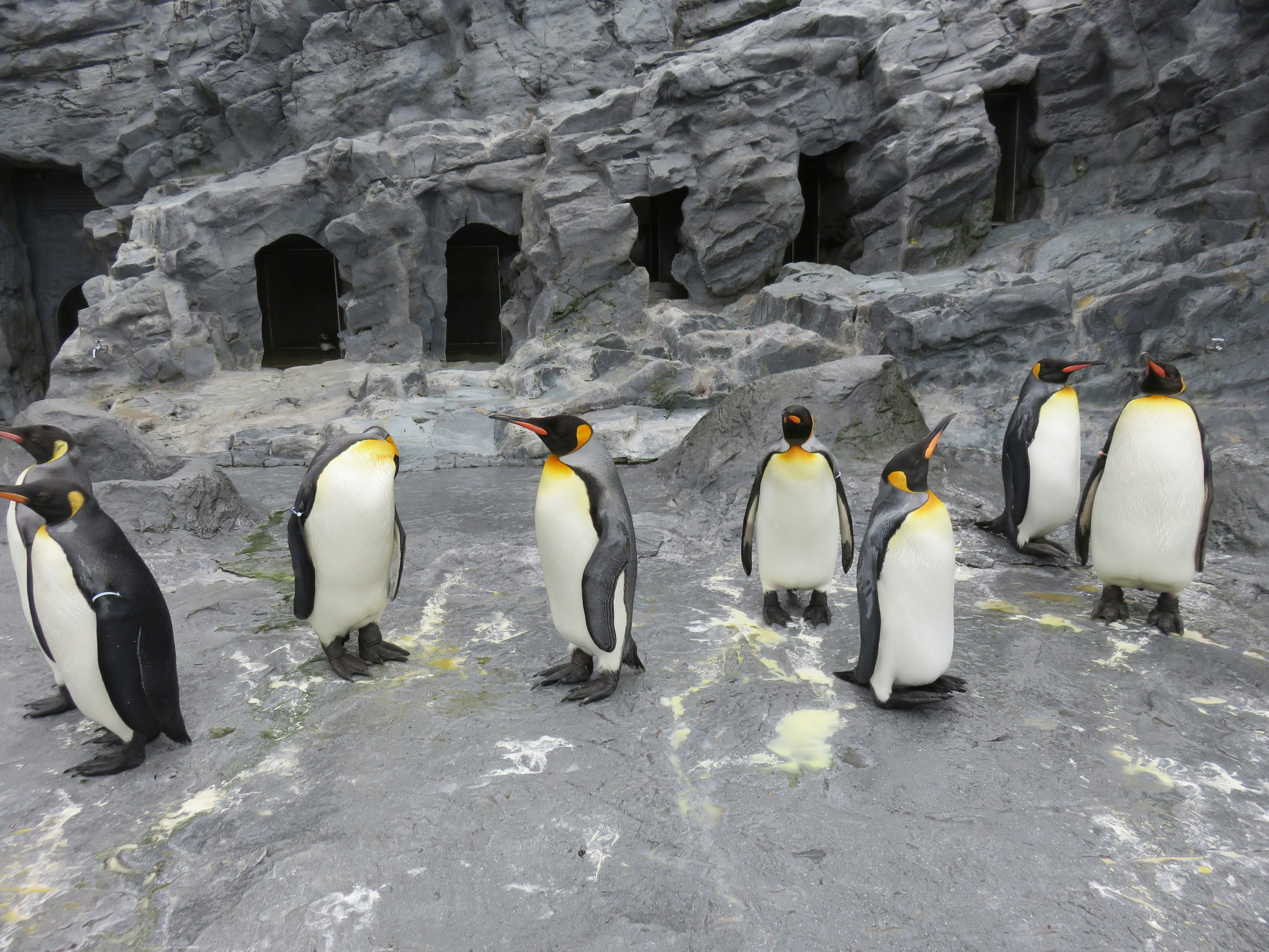 penguins standing on rocky ground