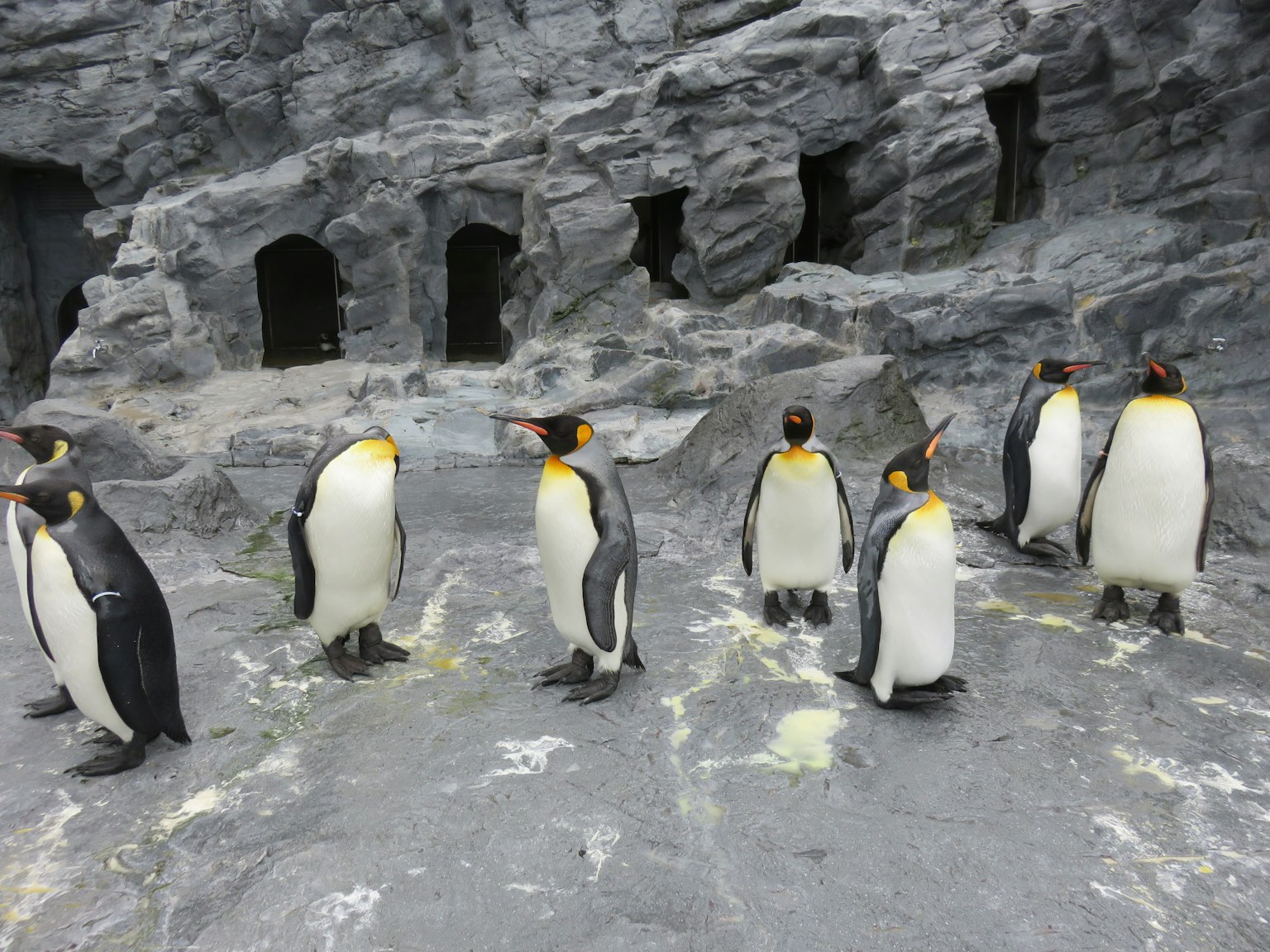 Eine Gruppe von Pinguinen, die auf felsigem Gelände stehen