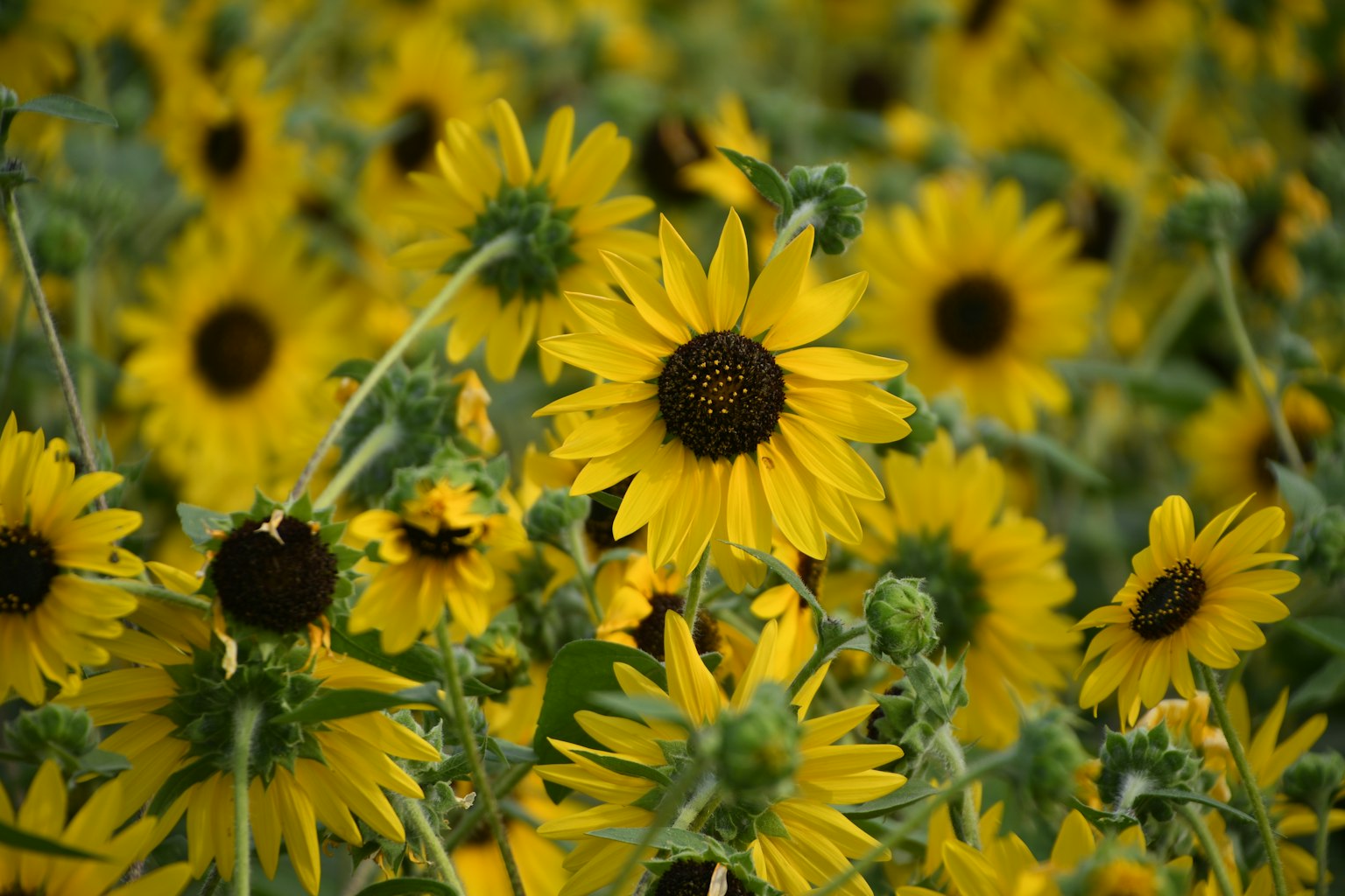 Campo vibrante de girasoles amarillos