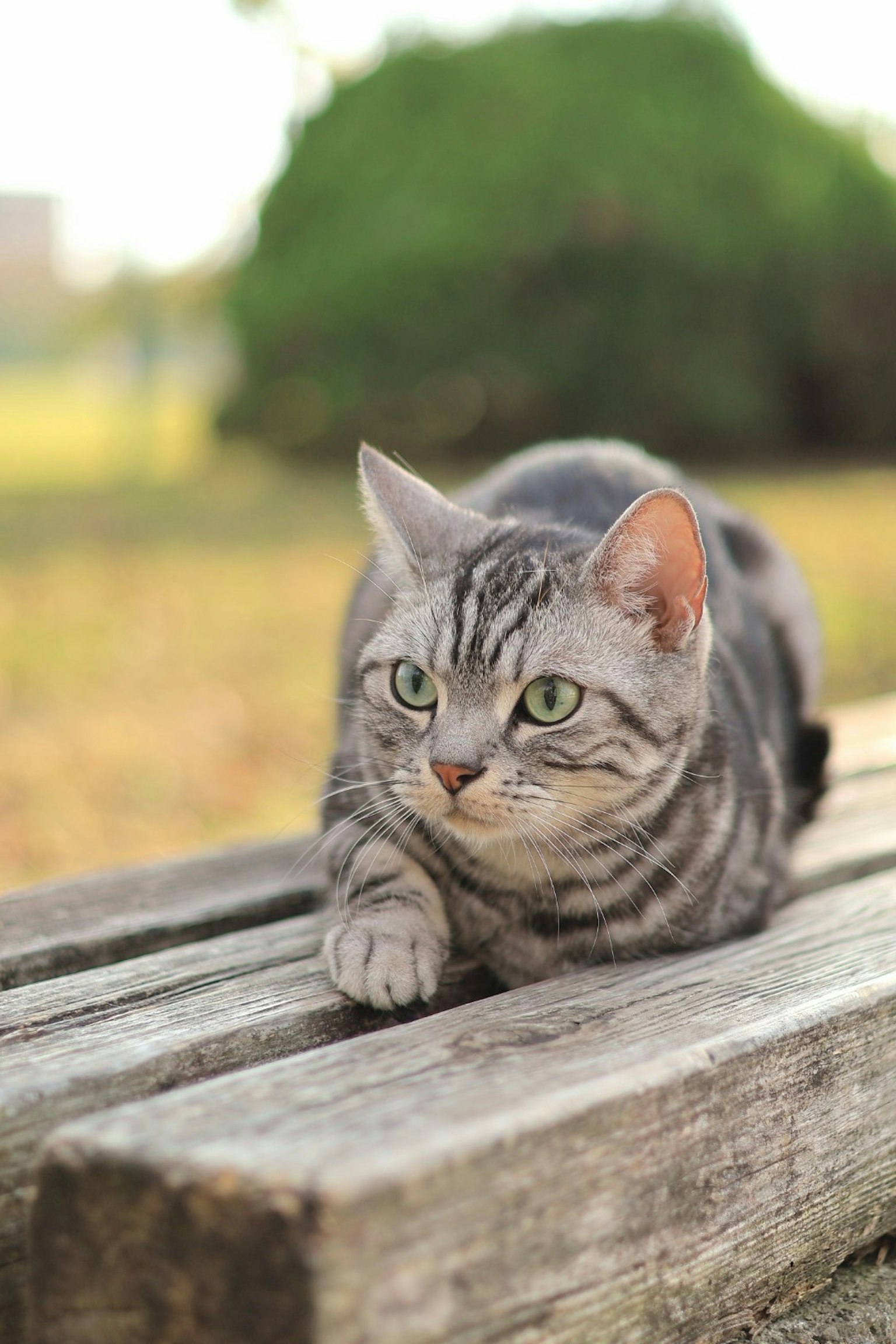 灰色のストライプ模様の猫が木の上に横たわっている