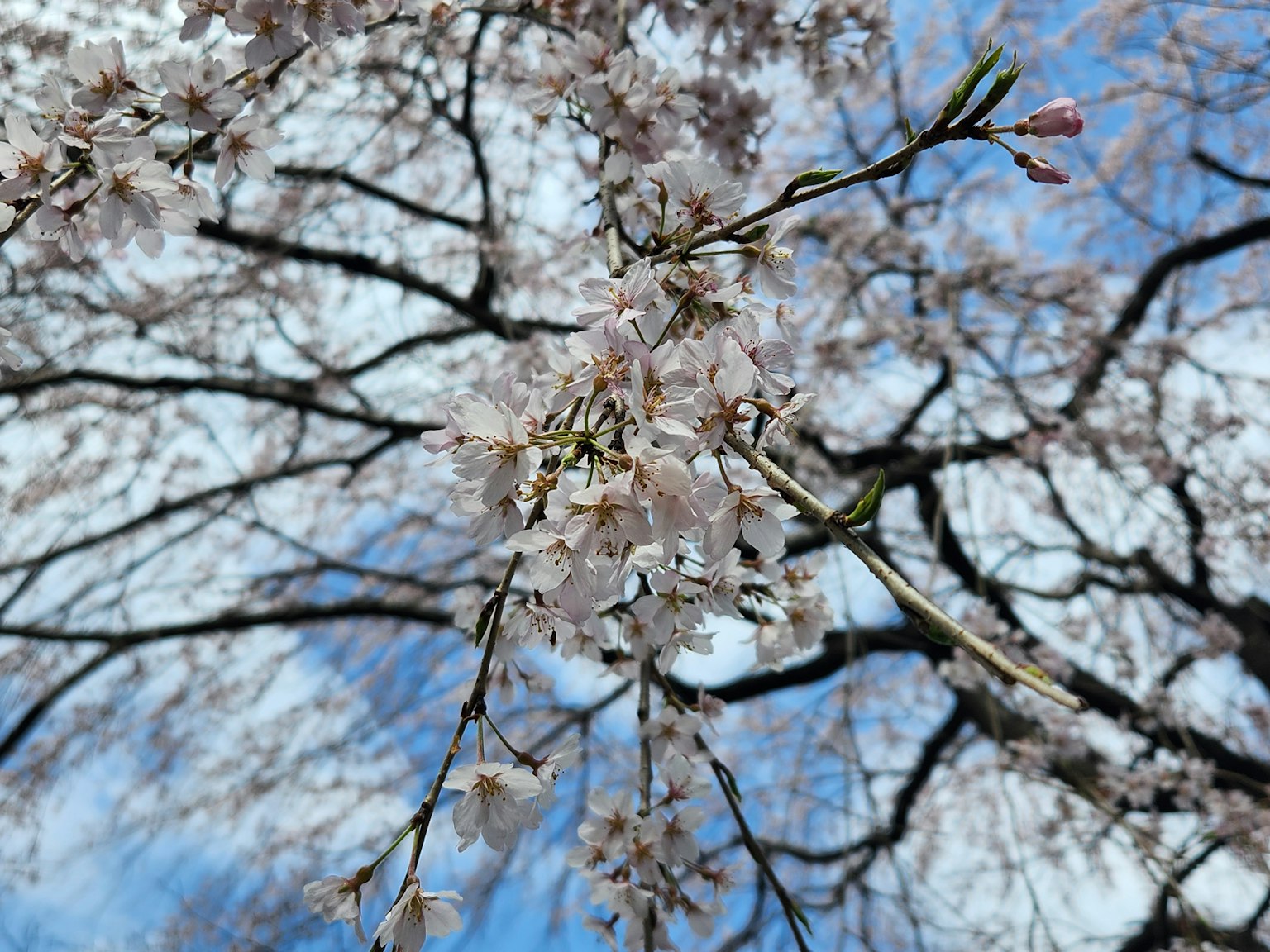 Close-up of cherry blossoms blooming under a blue sky