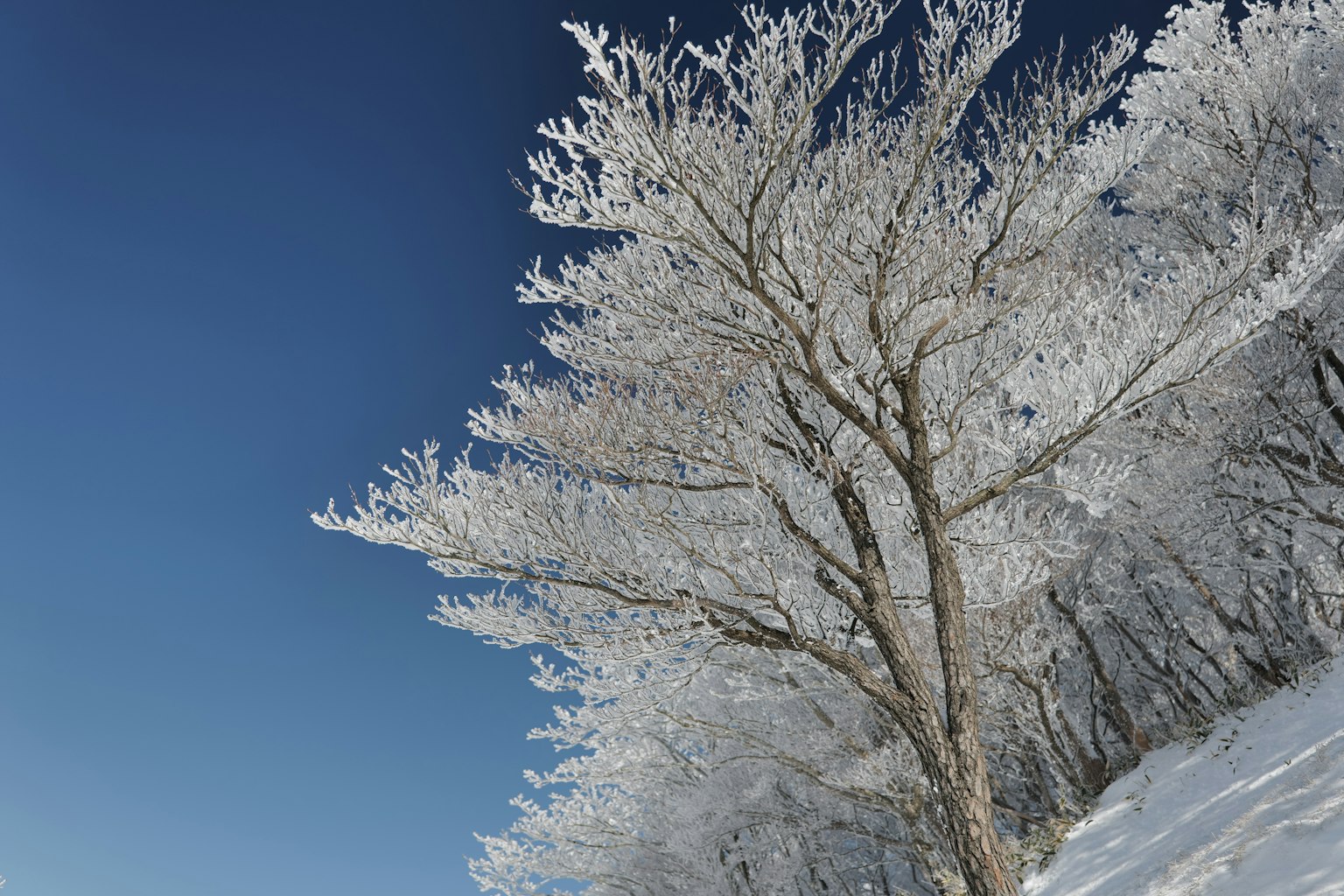 photo-sxtMAnuGe9vvfHnNEo1n-image