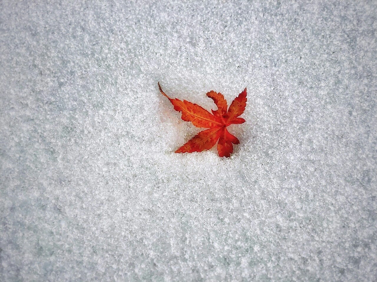 雪の上に散った紅葉（モミジ）