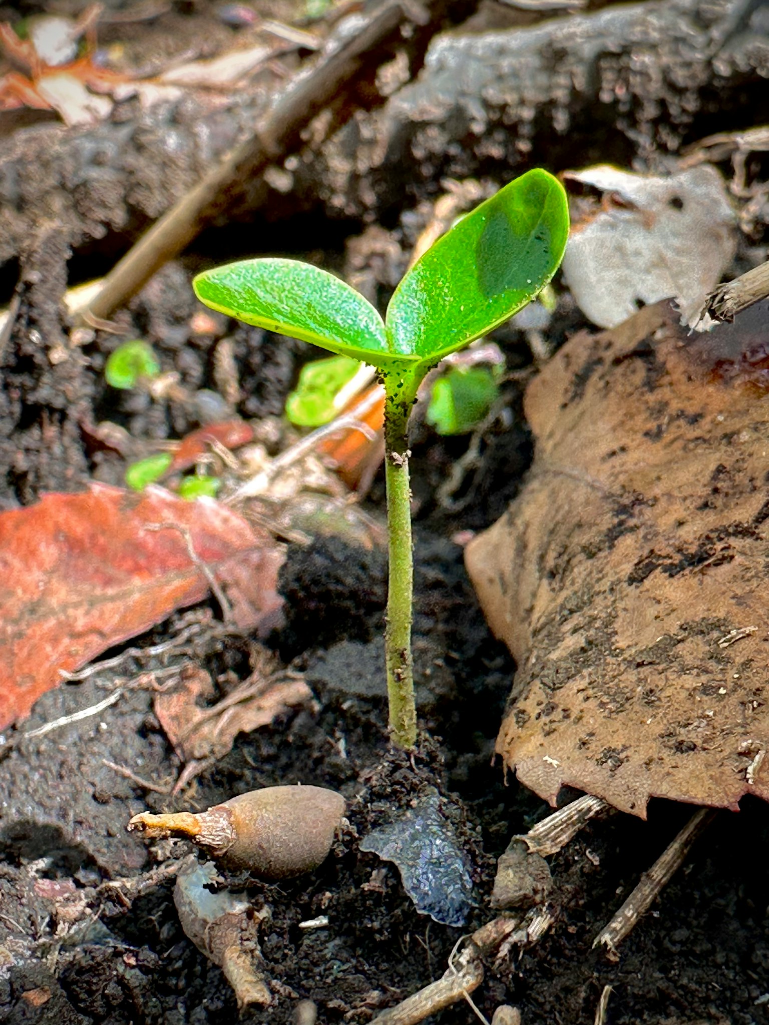 A small sprout emerging from the soil with green leaves