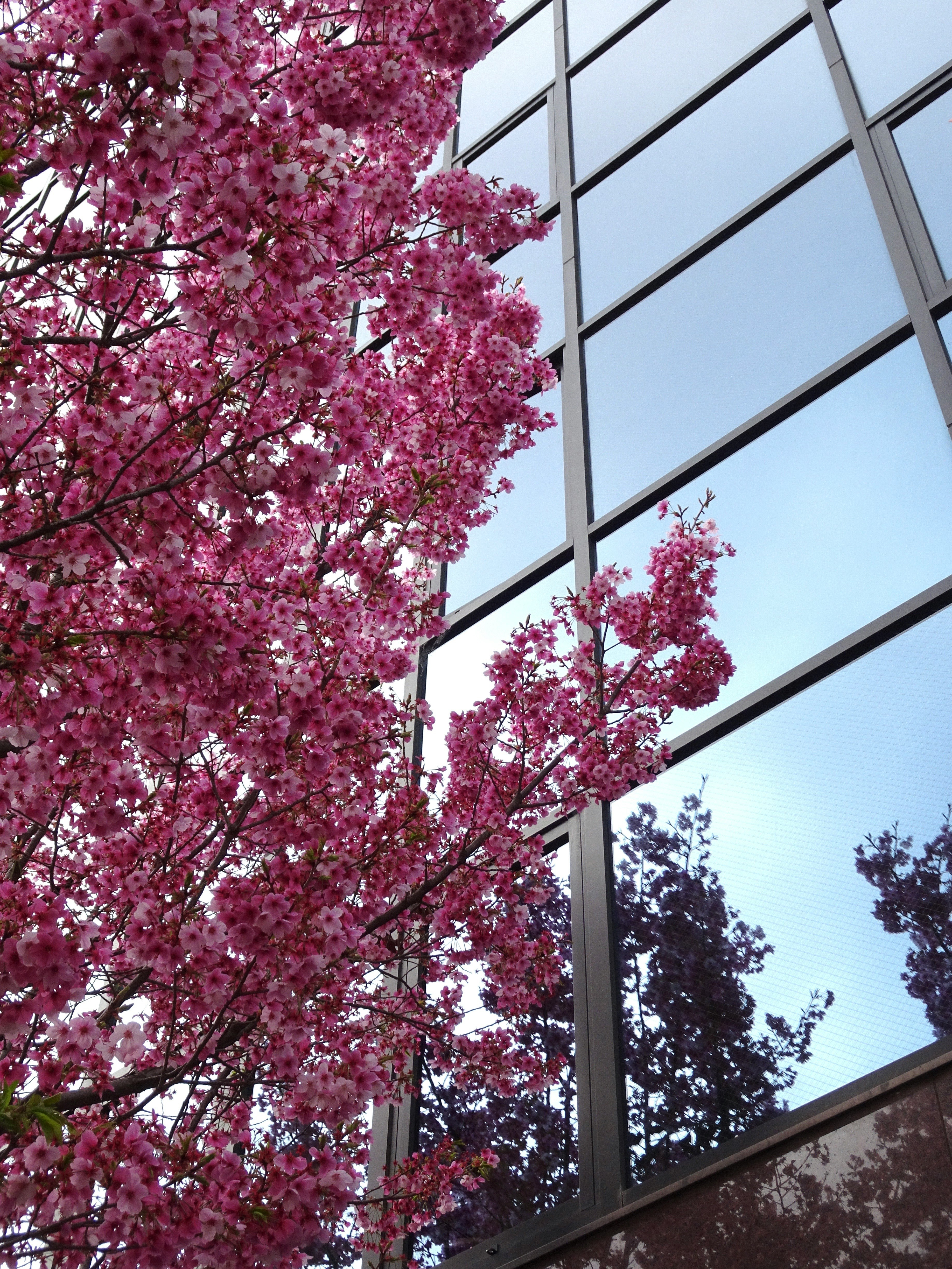 ガラス張りの建物とピンクの桜の木々