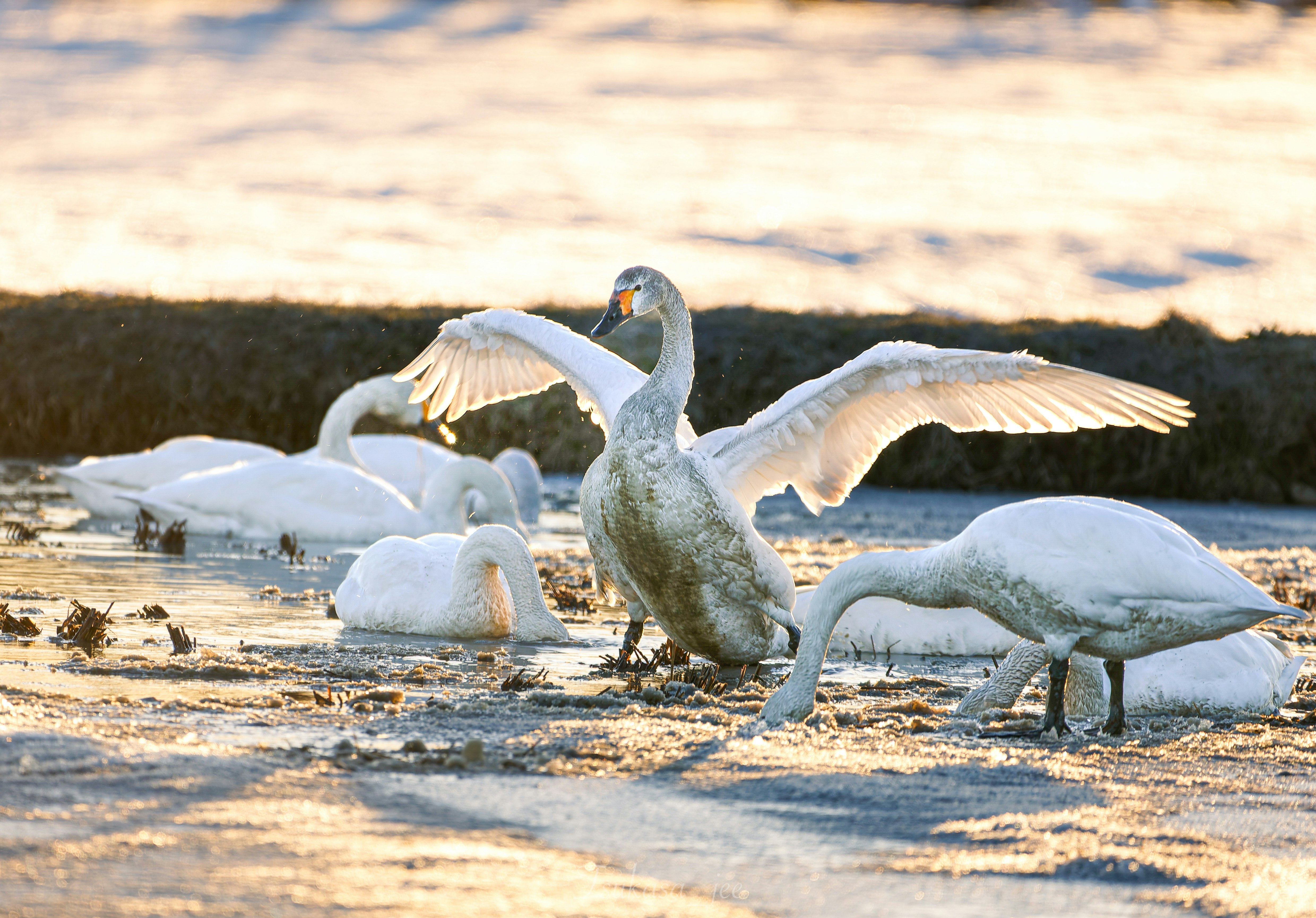 Spring migratory swans on a shoreline in Hokkaido