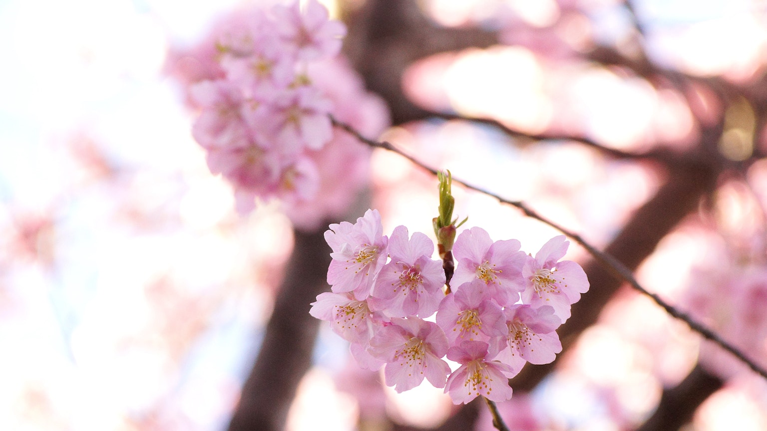 Close-up bunga sakura di cabang