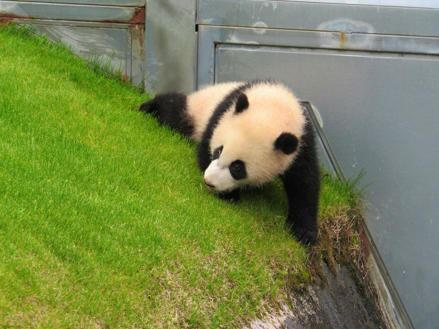 Un panda bebé jugando sobre hierba verde