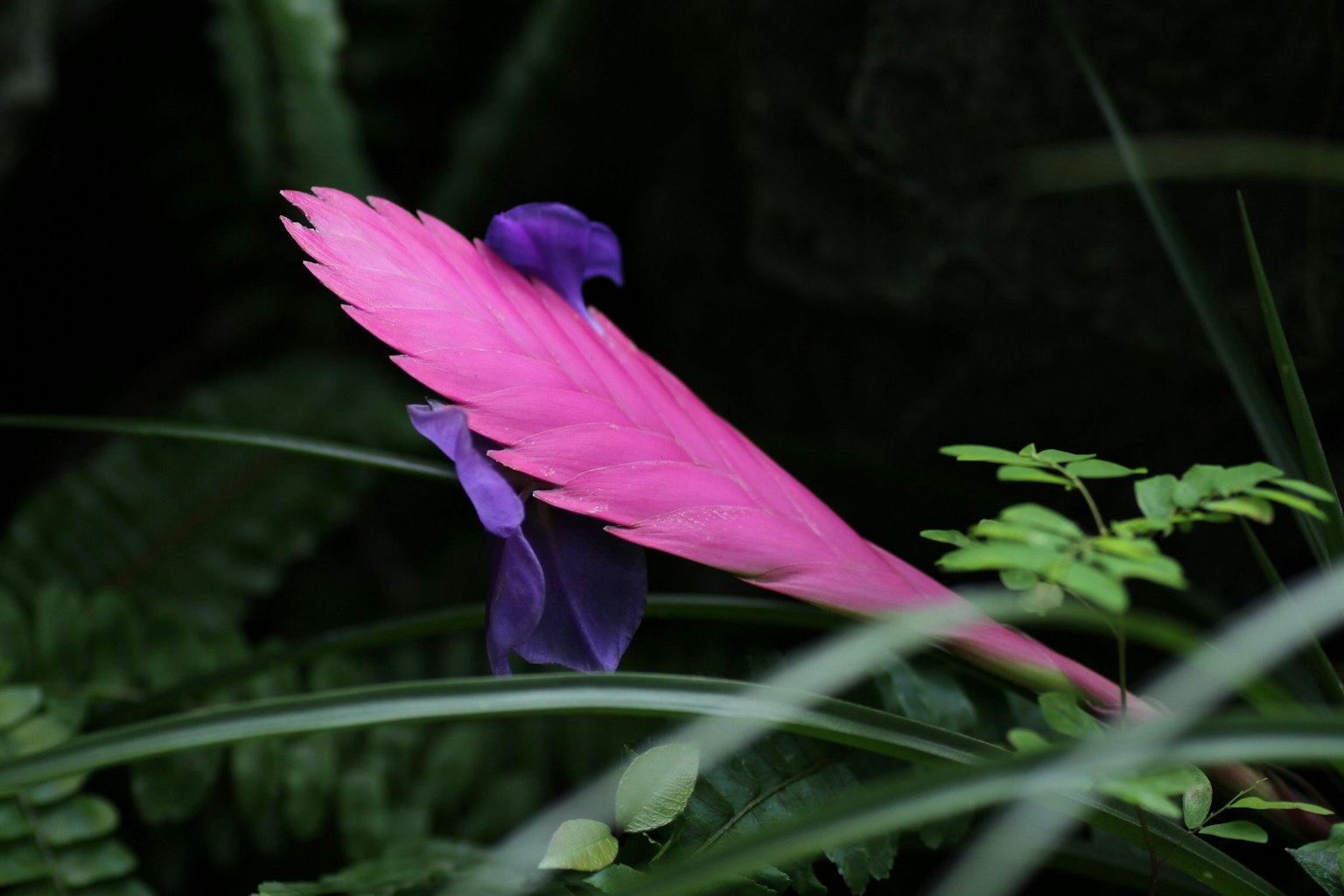 Petalo di fiore rosa vibrante con fiore viola circondato da fogliame verde
