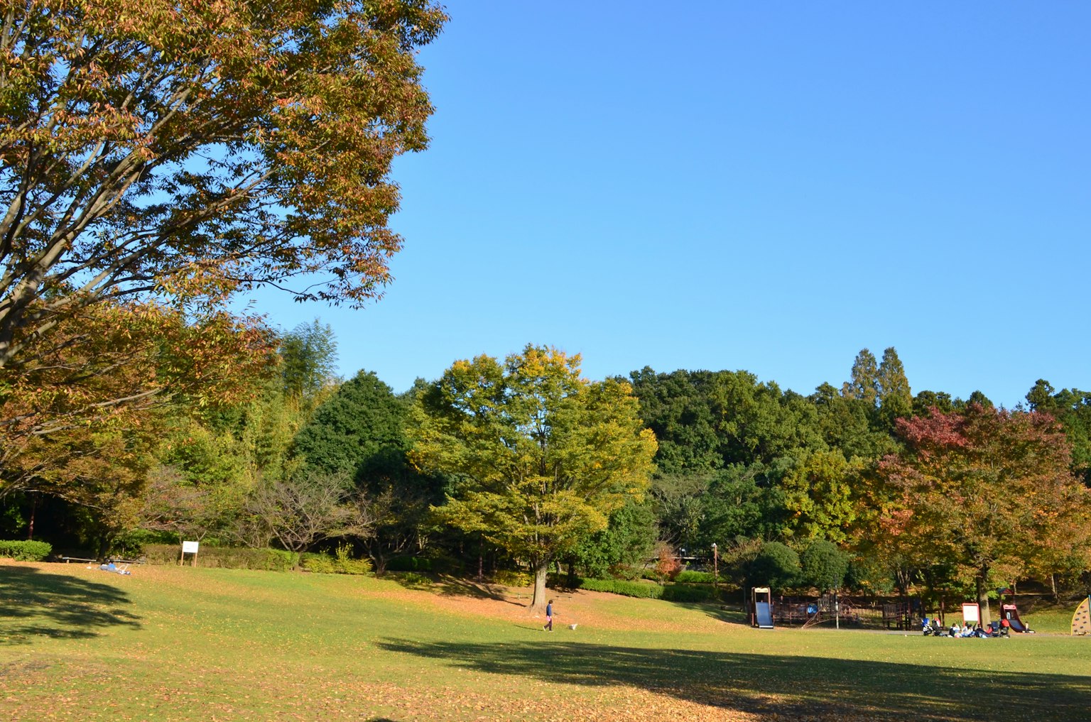 People walking in a park under a clear blue sky with colorful trees