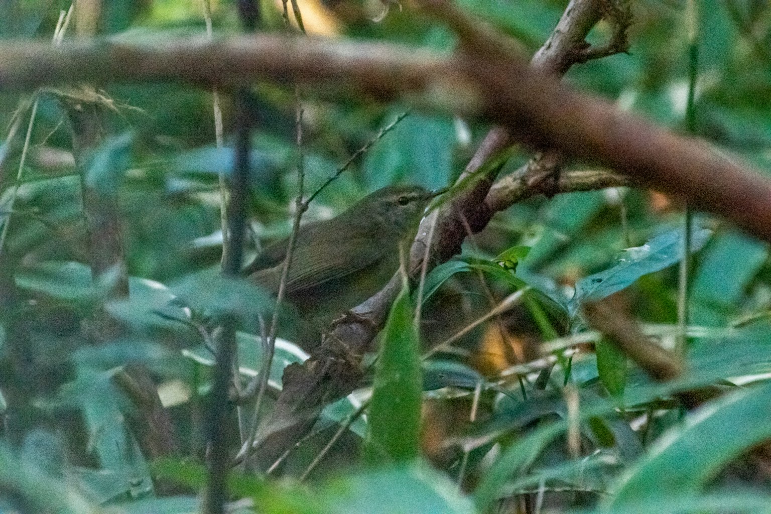 Un piccolo uccello posato su un ramo circondato da fogliame verde lussureggiante
