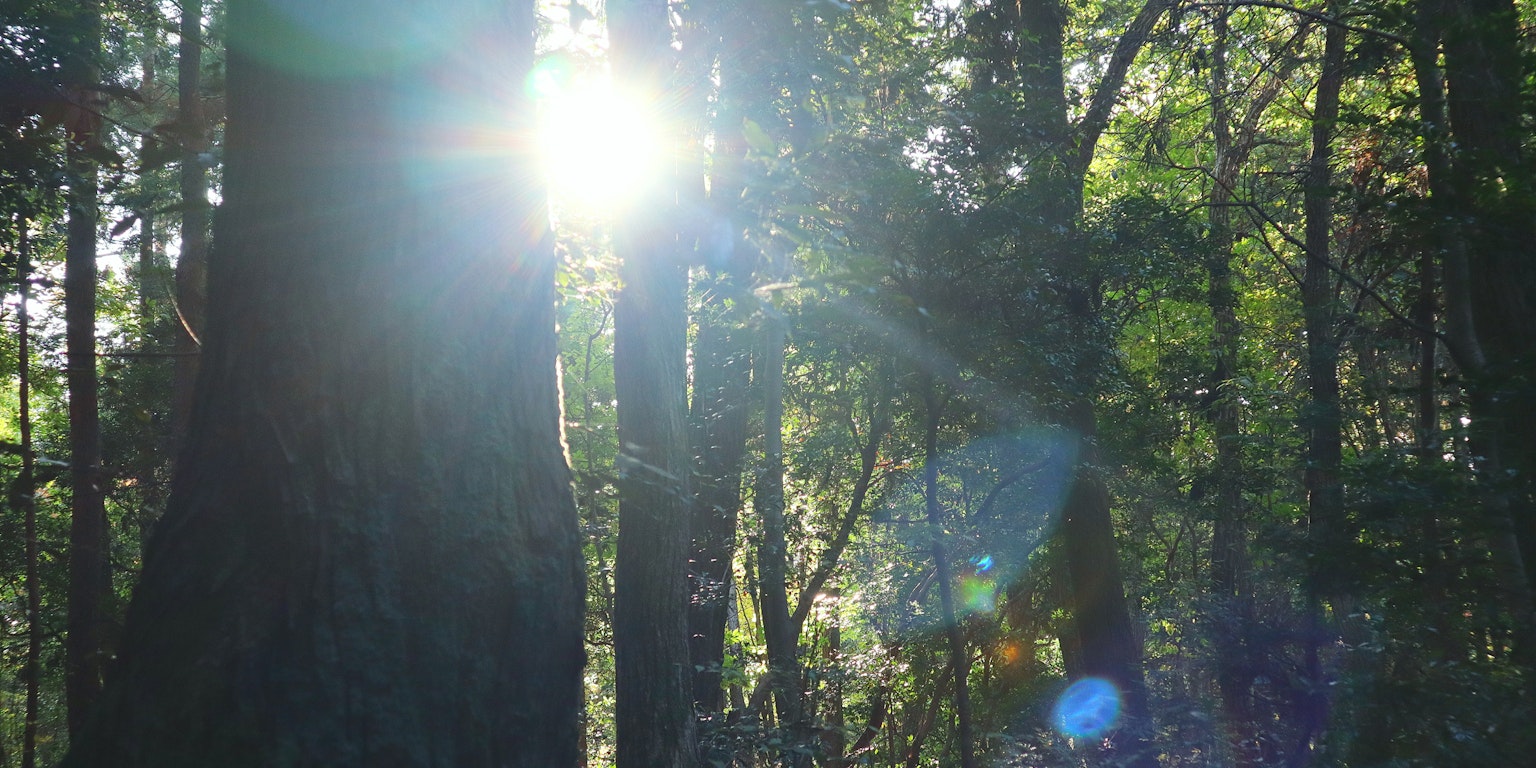 Sonnenlicht, das durch Bäume in einem Wald scheint