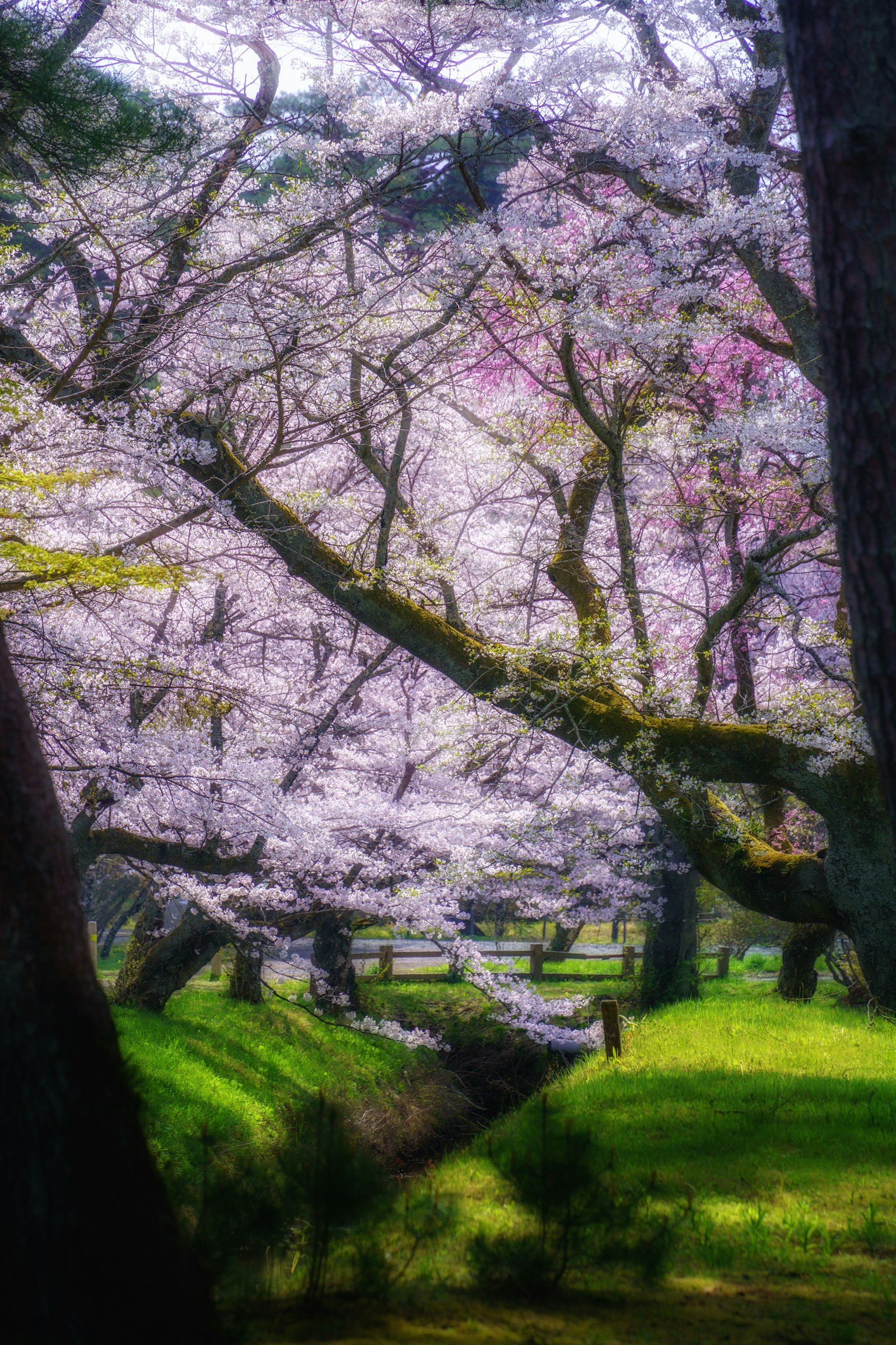 櫻花樹在綠色公園中的風景，旁邊有一條緩緩流動的小溪