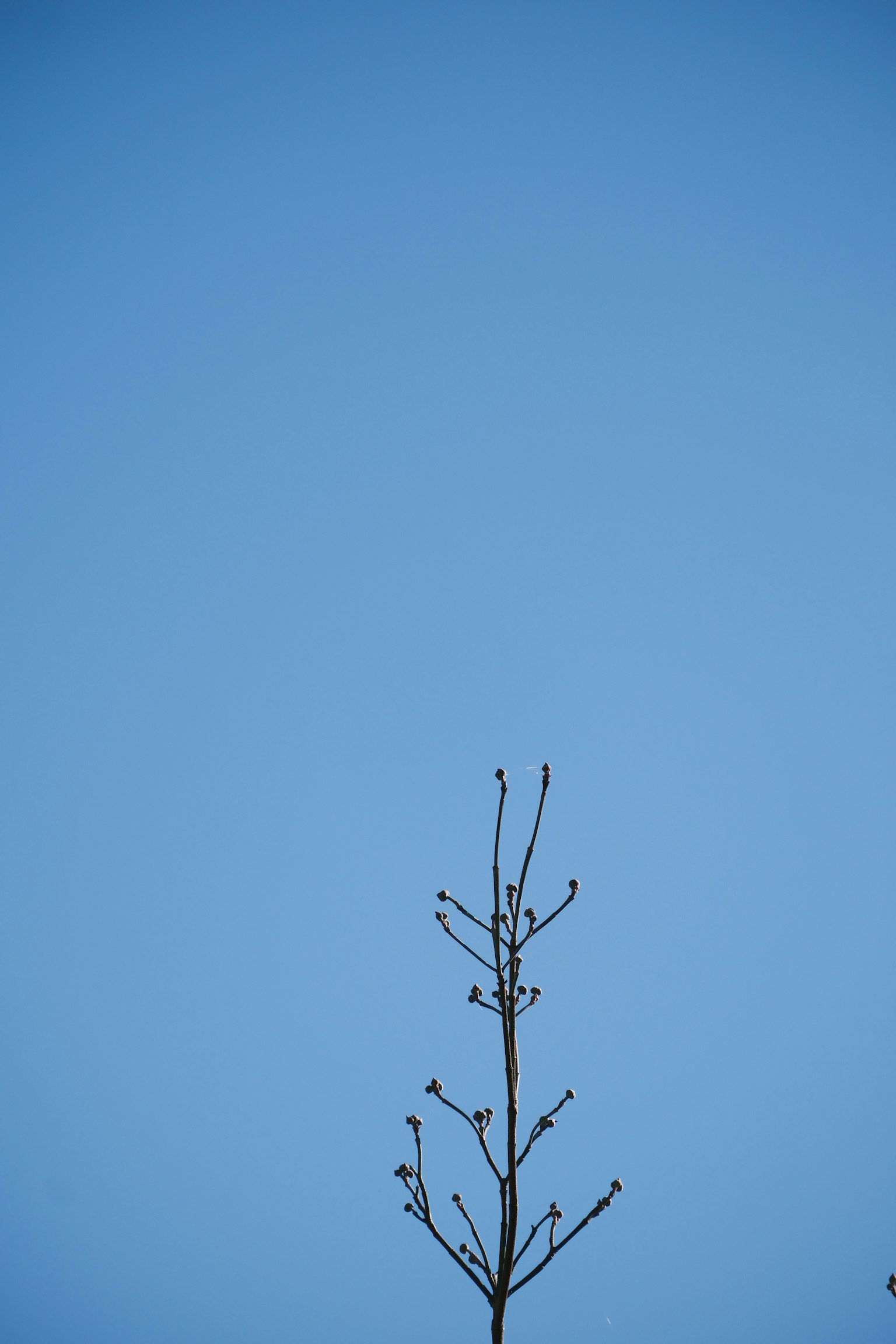 Une fine branche d'arbre contre un ciel bleu clair