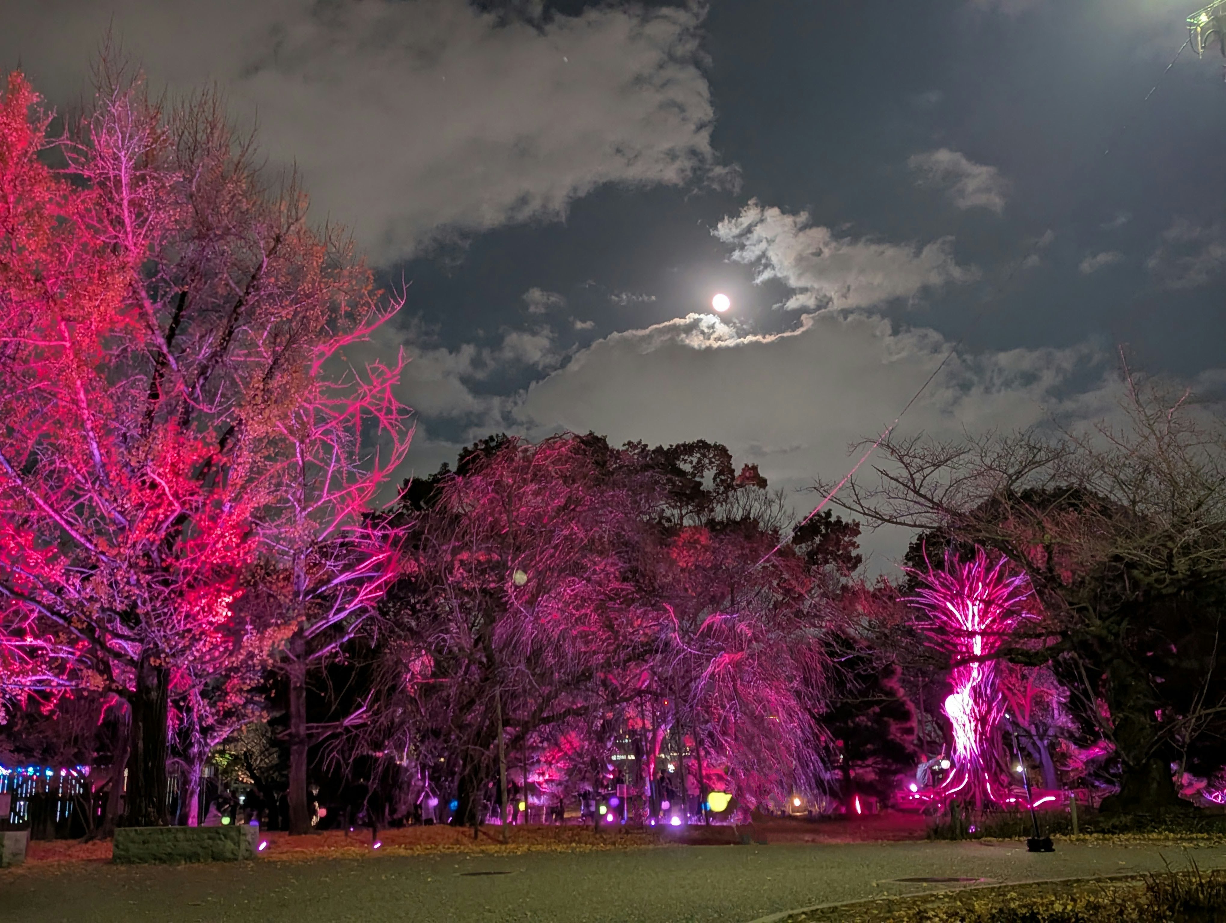 scena notturna in un parco con alberi illuminati vivacemente e prato