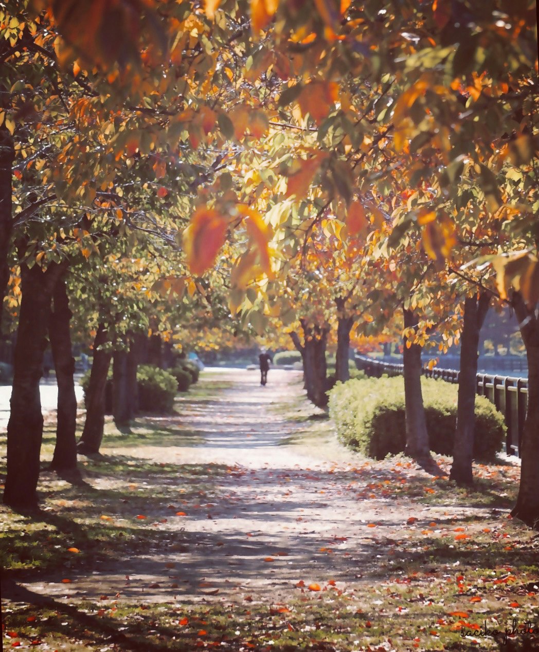 並木道に舞う紅葉の落ち葉とオレンジの彩りの秋の風景