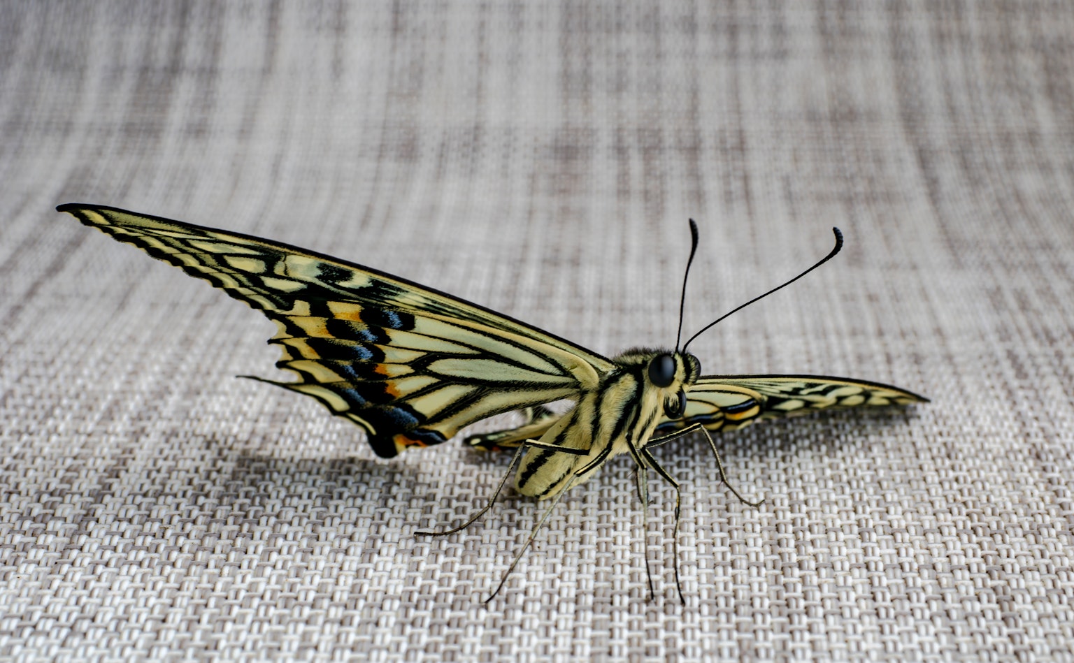 Un magnifique papillon jaune et noir se reposant sur un tissu gris