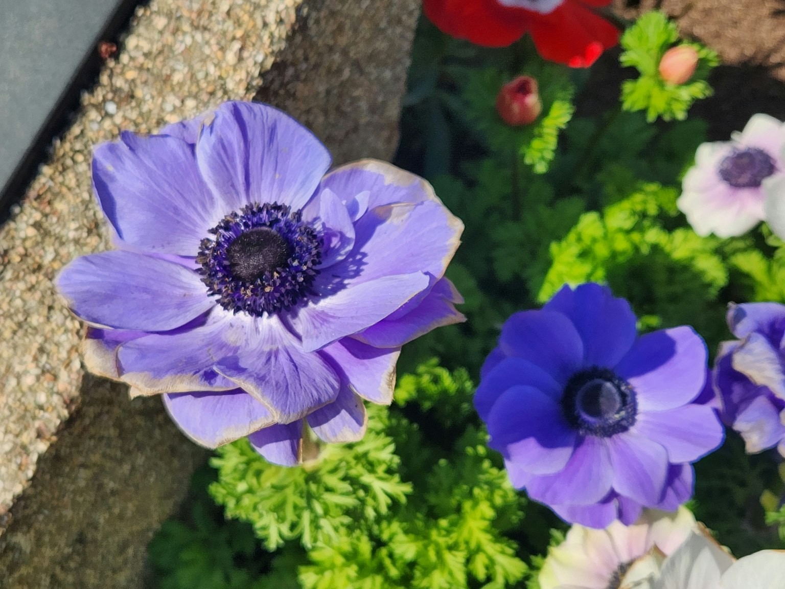 Hoa anemone màu tím nở trong vườn