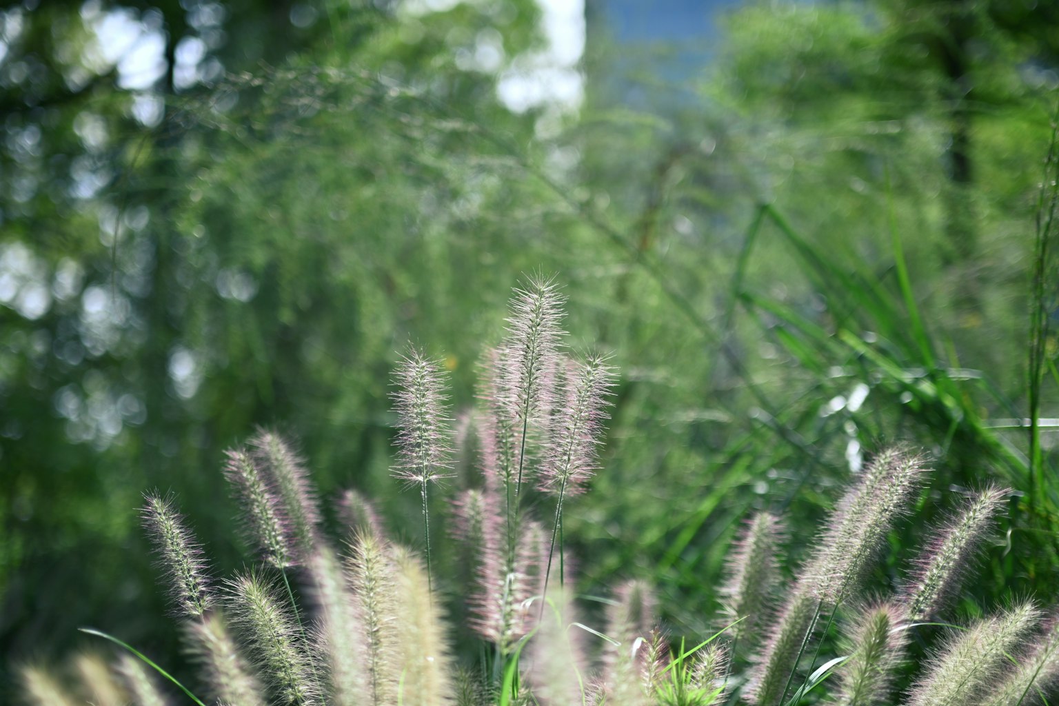 A soft white grass swaying in a green background landscape