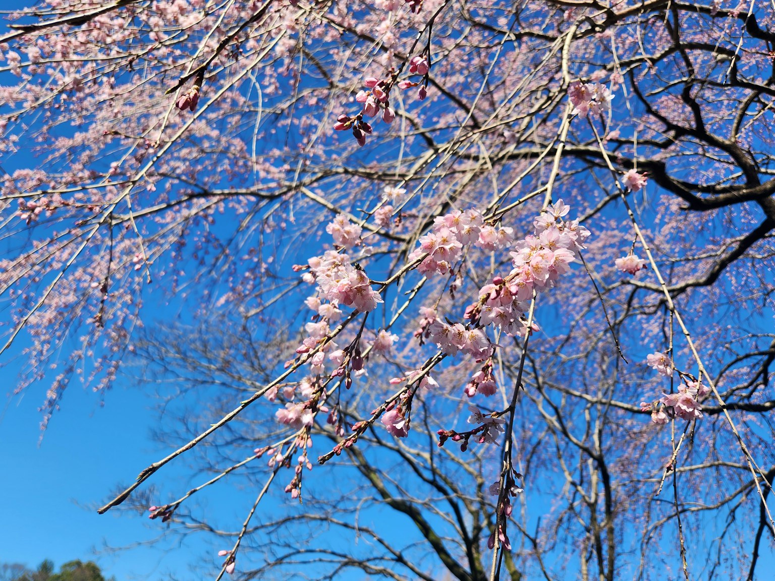 Kirschblüten und Zweige vor blauem Himmel