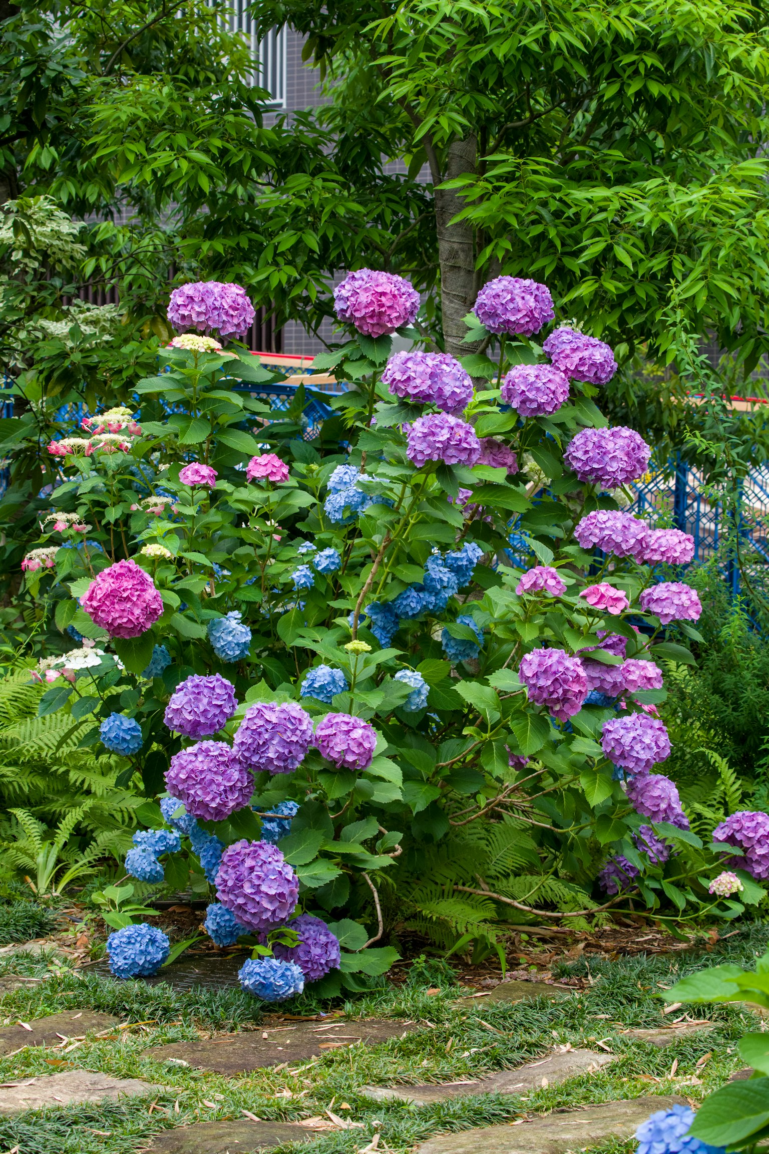 Une scène de jardin avec des hortensias bleus et violets en fleurs