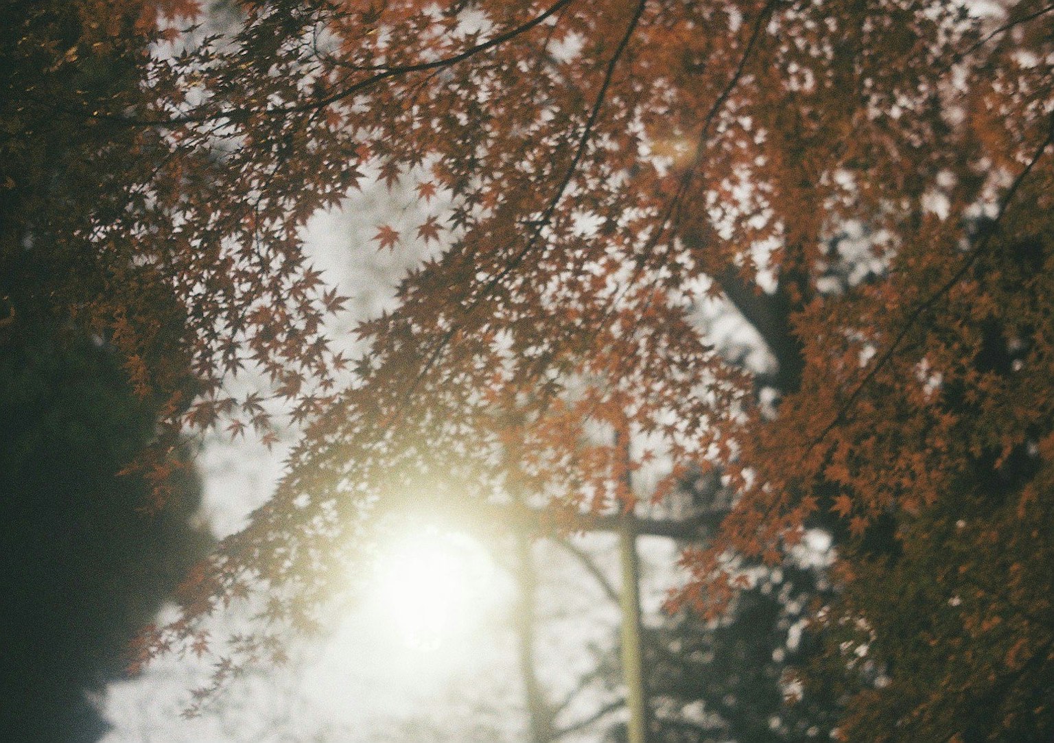Soft light filtering through autumn foliage