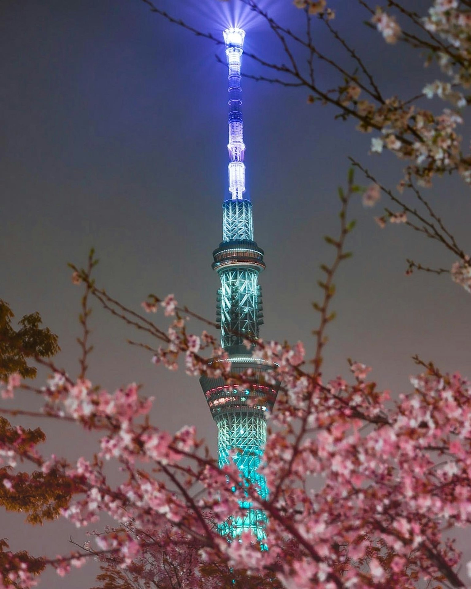 东京晴空塔夜间灯光与樱花