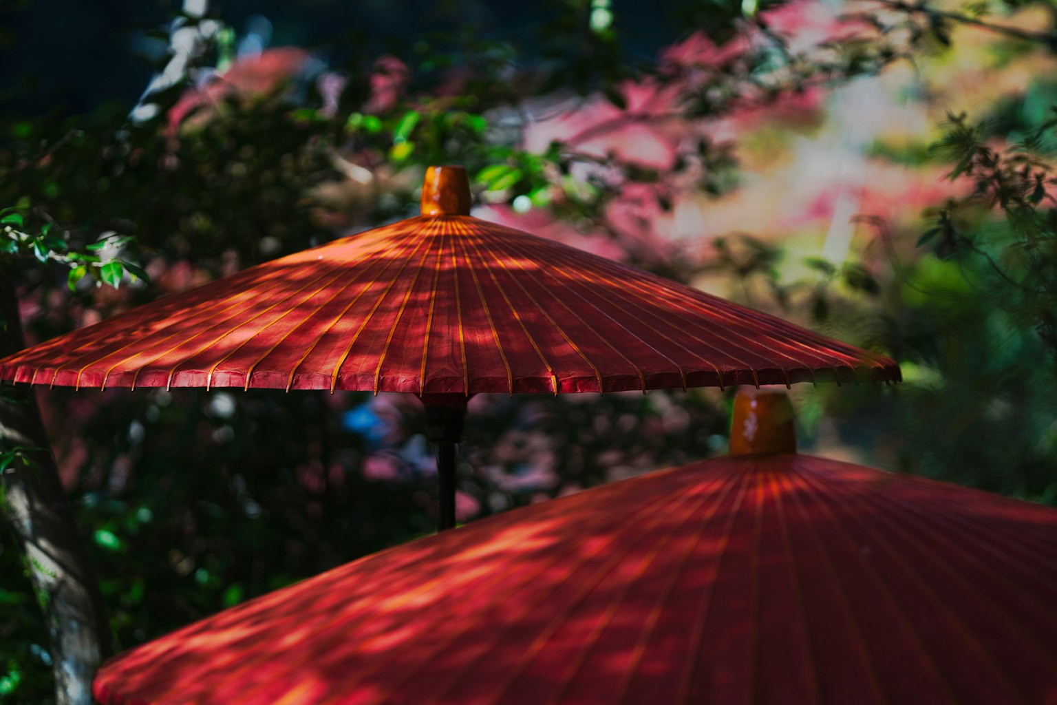 Ô đỏ trong một khu vườn yên tĩnh lá cây nhiều màu sắc ở phía sau