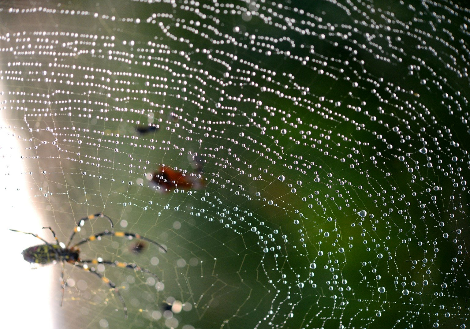 Una ragnatela decorata con gocce di rugiada e piccoli insetti visibili