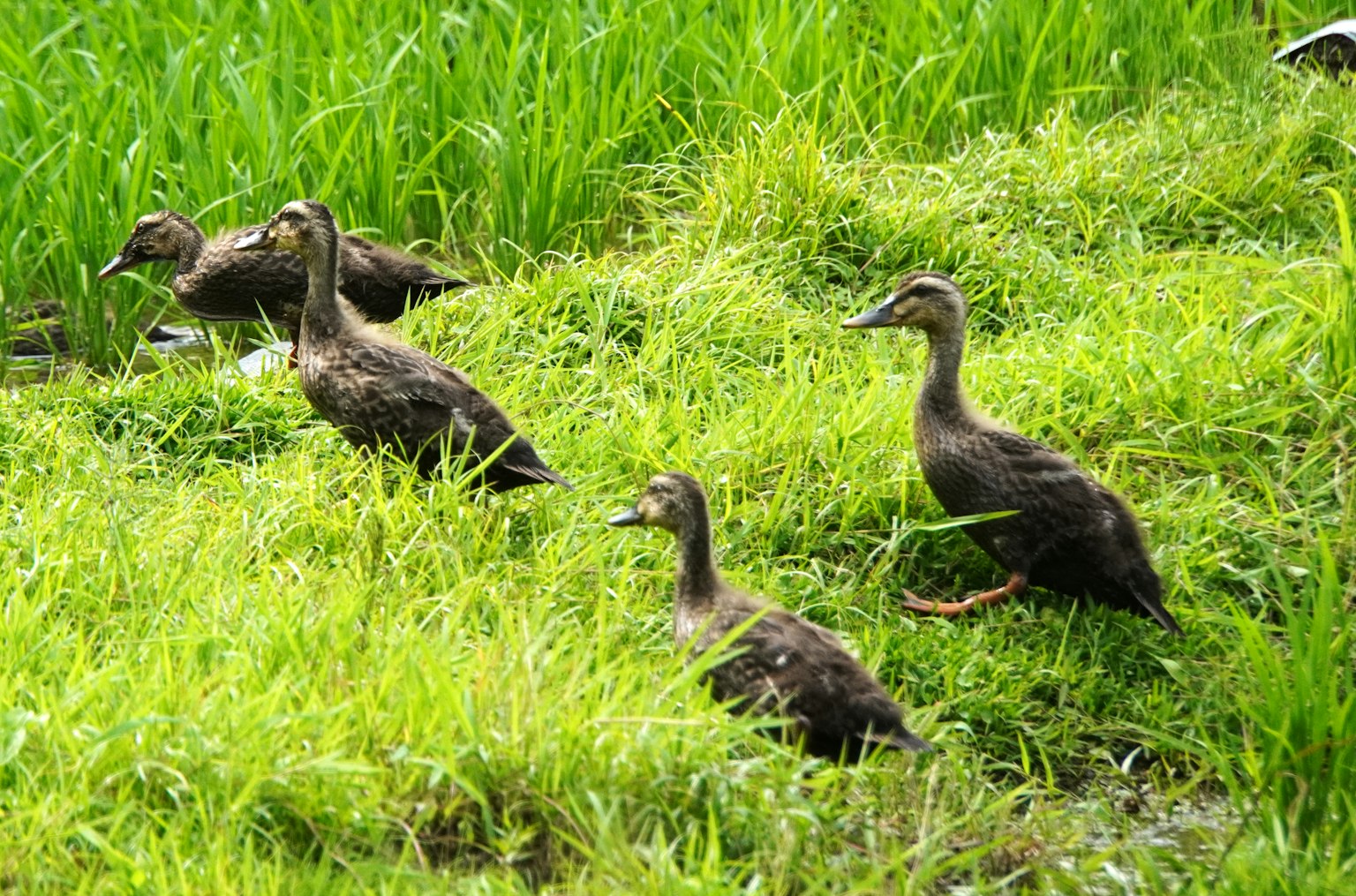 Beberapa bebek berjalan di ladang hijau