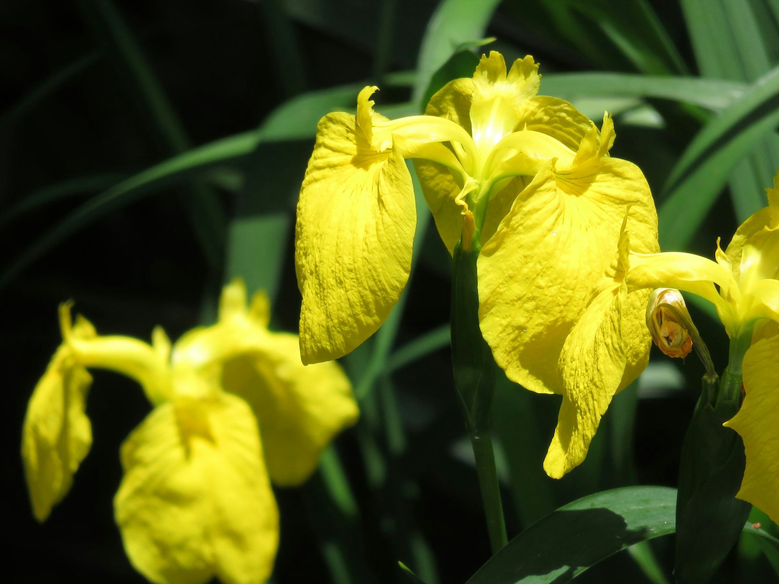 Fiori di iris gialli vivaci che sbocciano tra foglie verdi