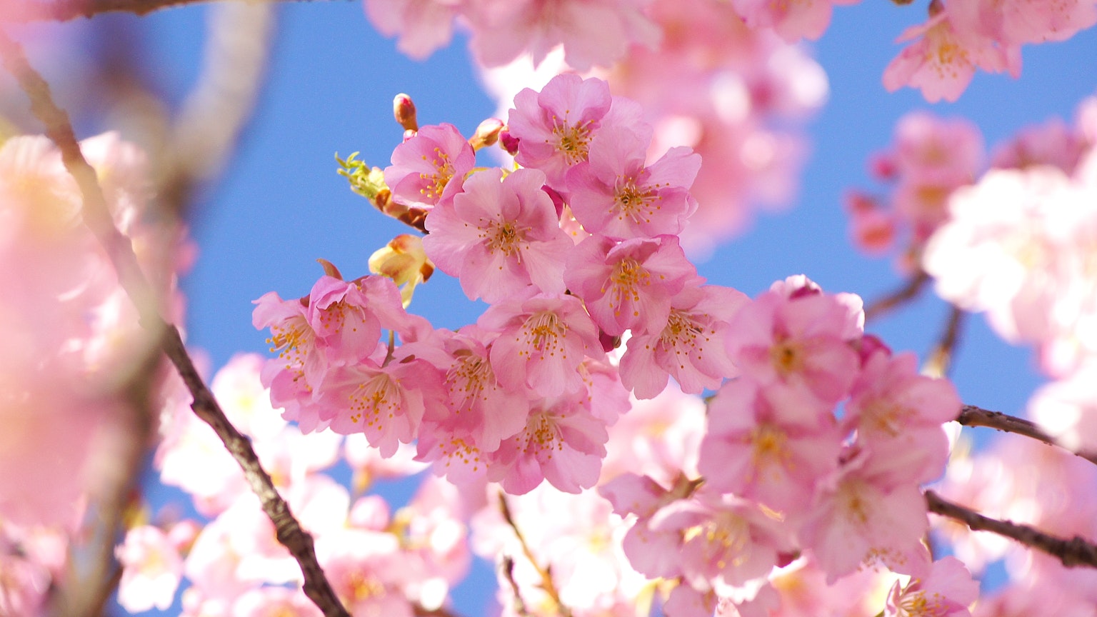 Bunga sakura yang indah mekar di bawah langit biru yang cerah