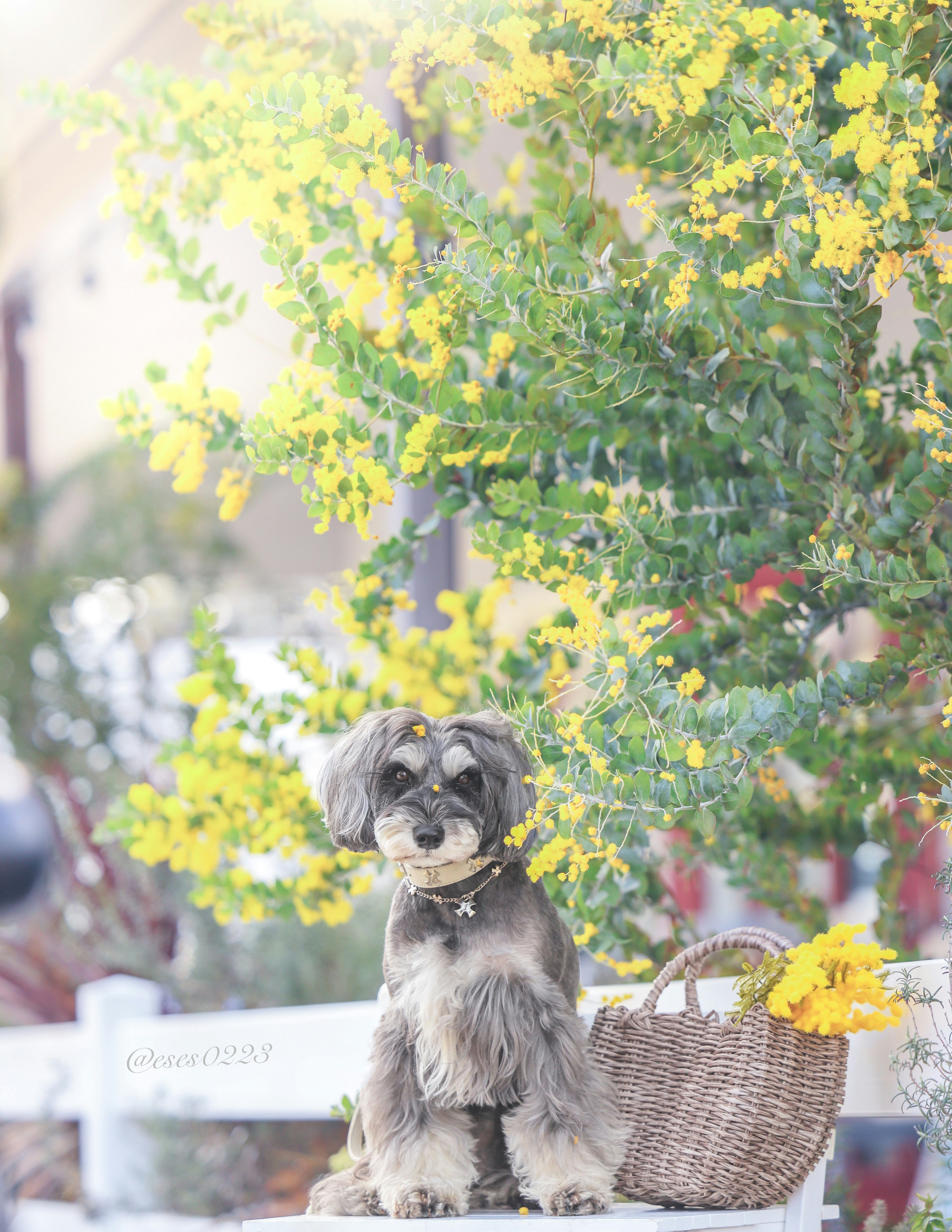 黄色い花に囲まれた小さな犬がかごの上に座る