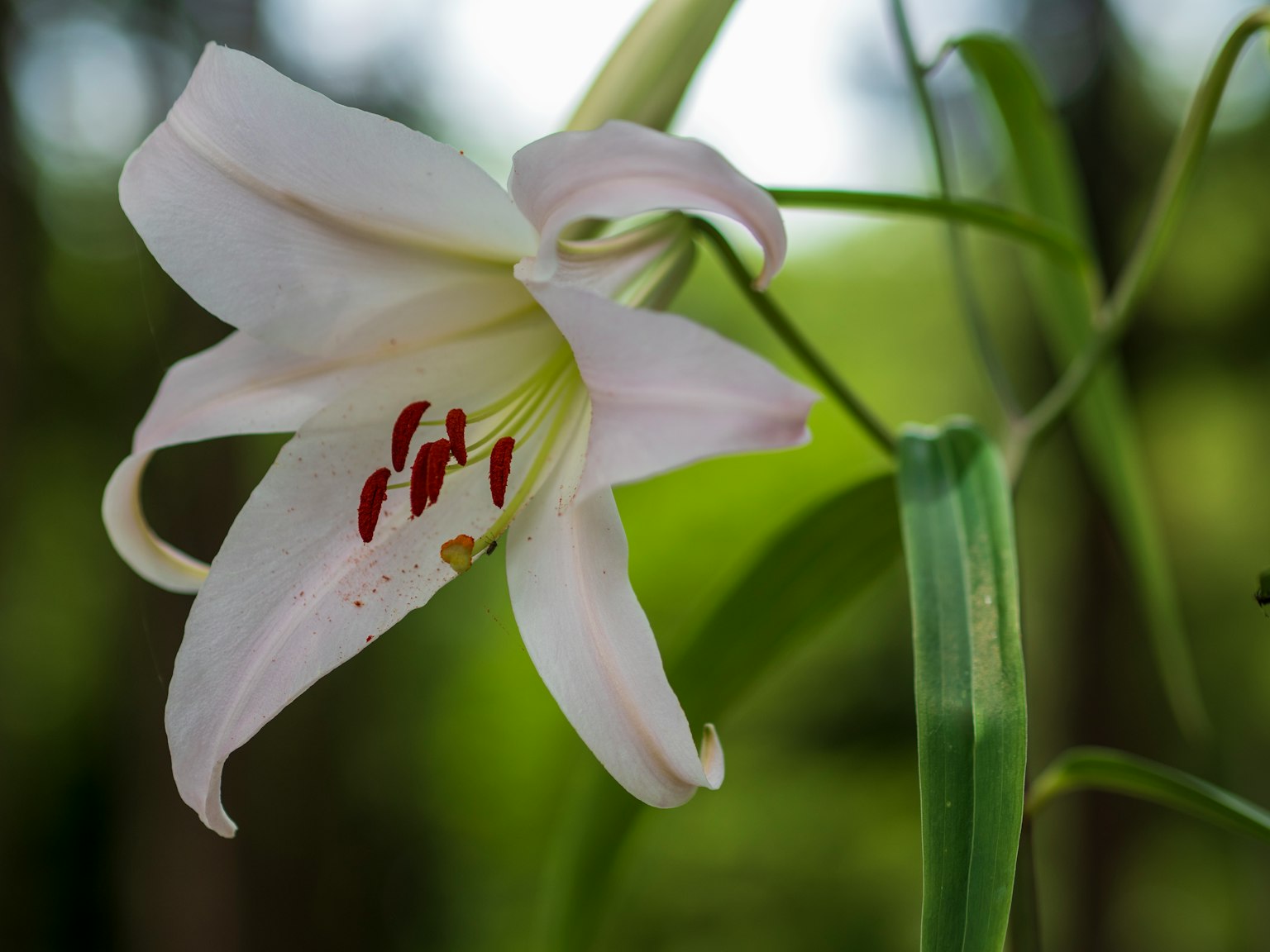 Bunga lily putih dengan benang sari merah di latar belakang hijau