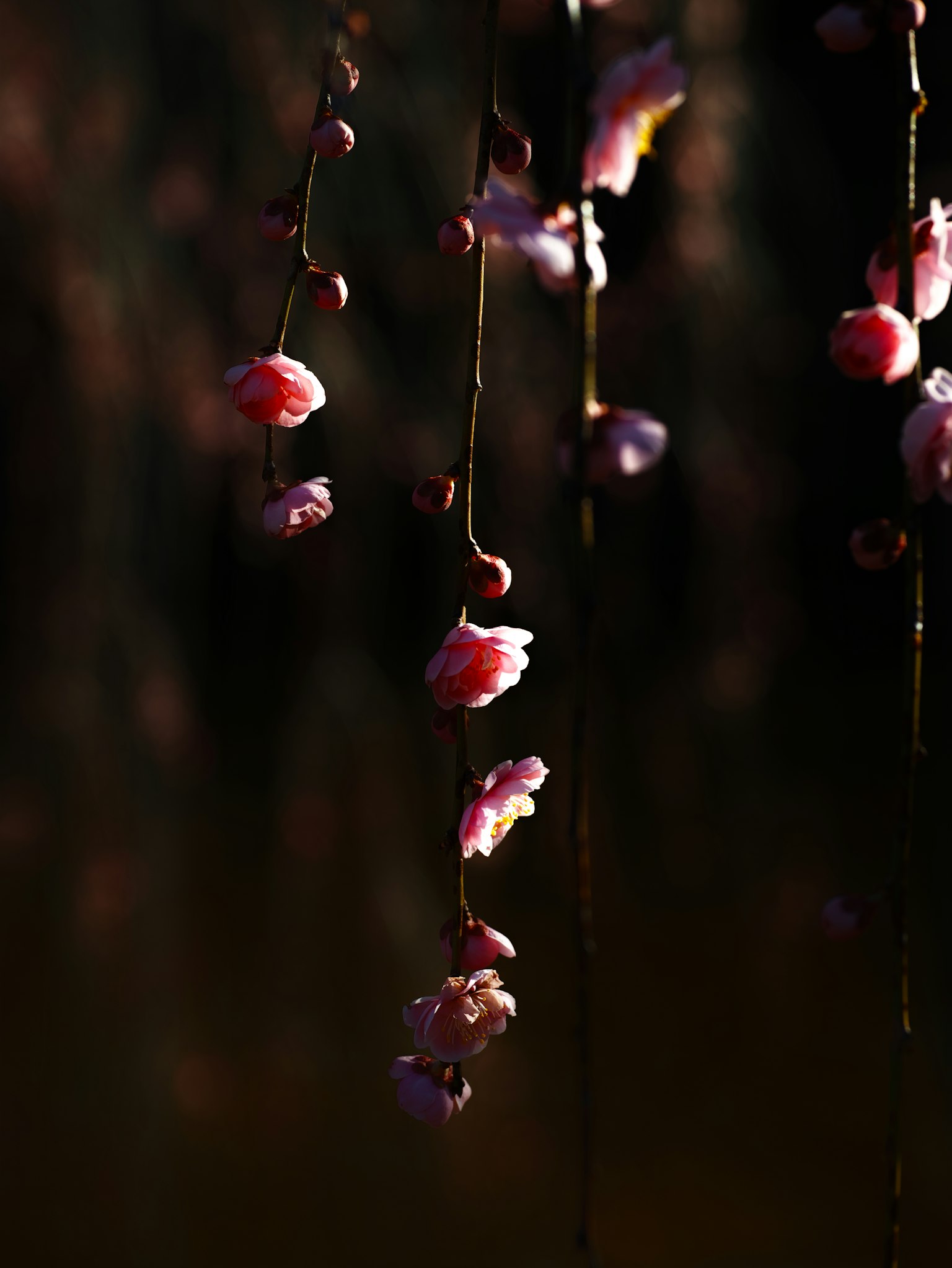Racimos de flores rosas colgando sobre un fondo oscuro
