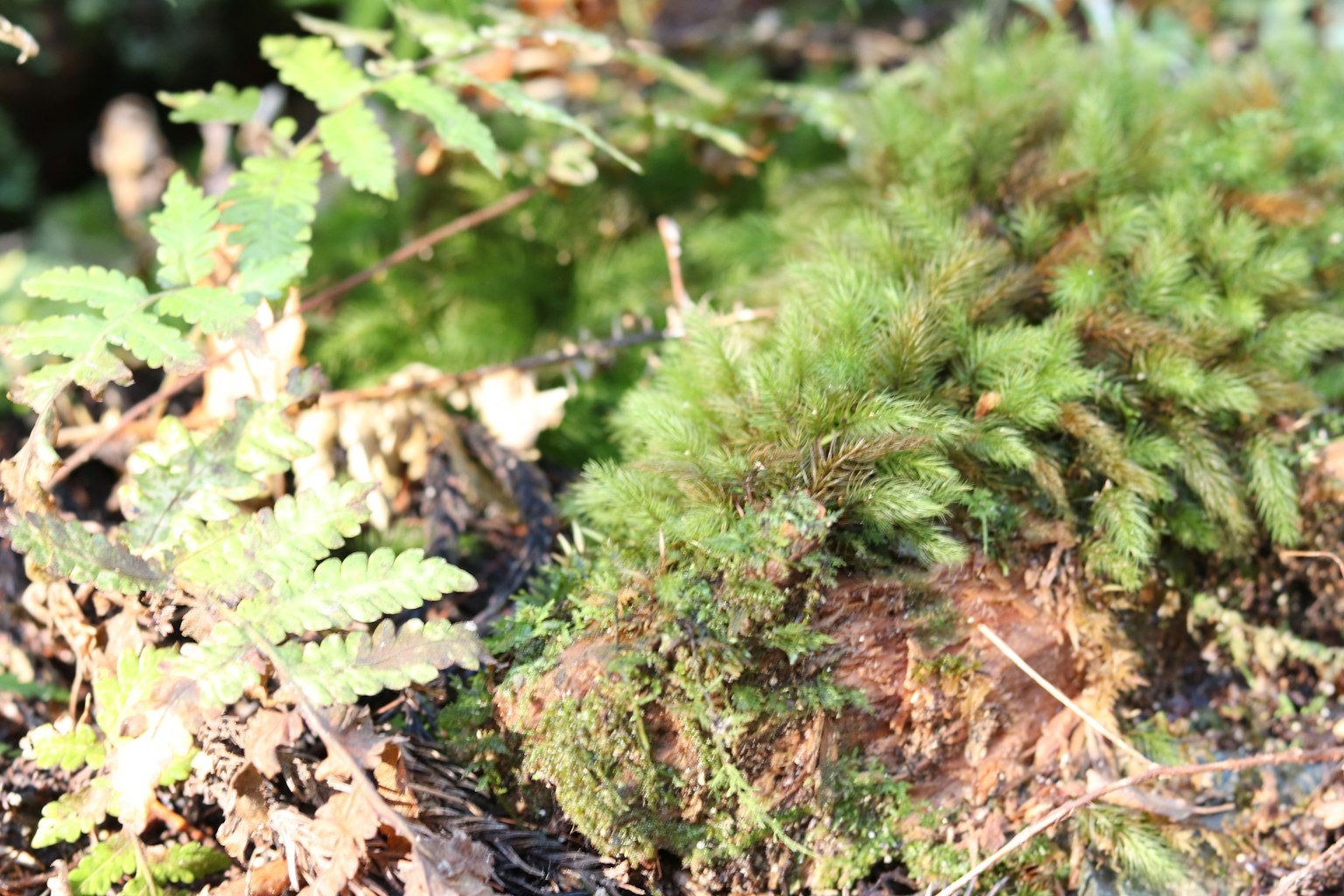 Lussureggiante muschio verde e felci in un ambiente naturale