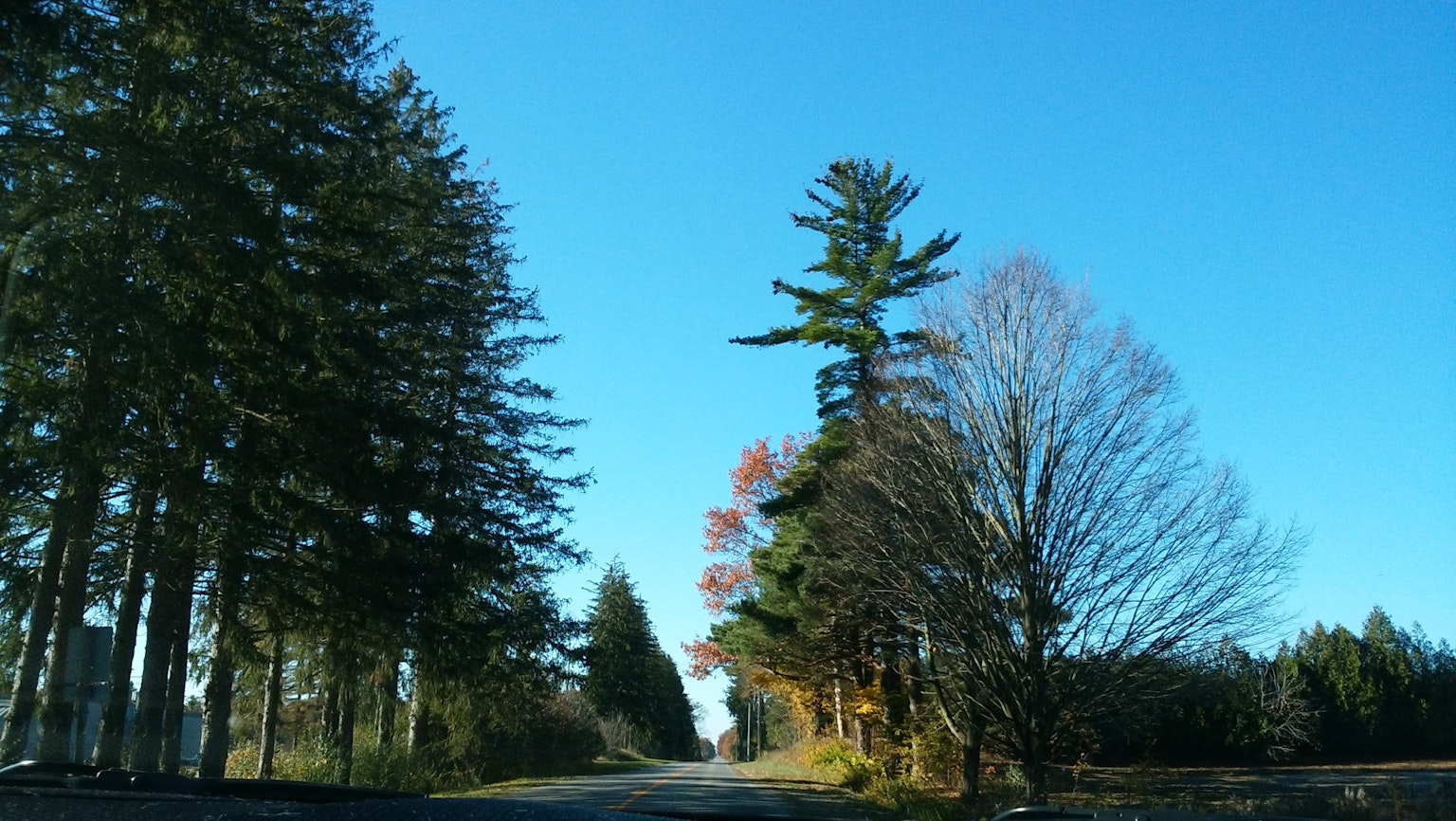 Strada tranquilla fiancheggiata da alberi sotto un cielo blu chiaro