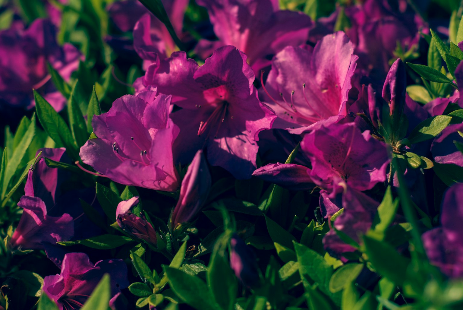 Flores moradas vibrantes entre hojas verdes exuberantes