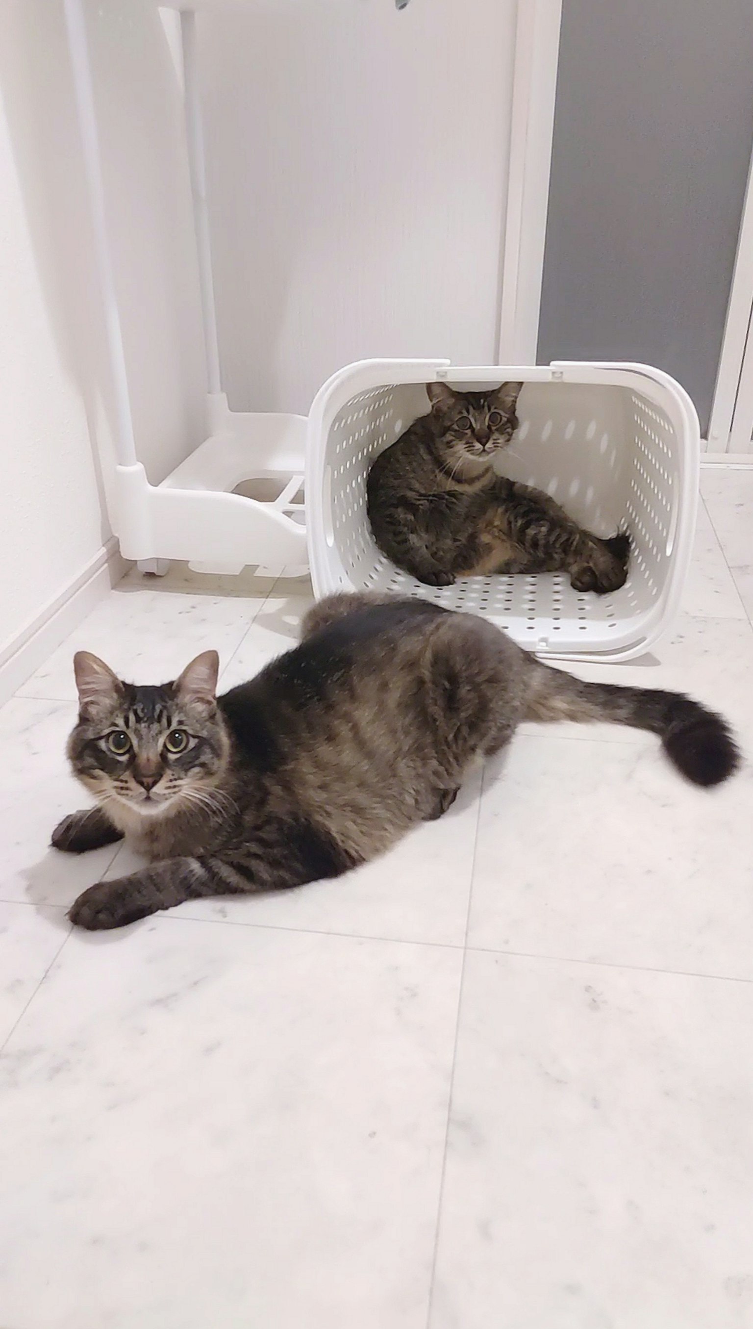 Deux chats près d'un panier blanc un chat est à l'intérieur du panier et l'autre est couché devant