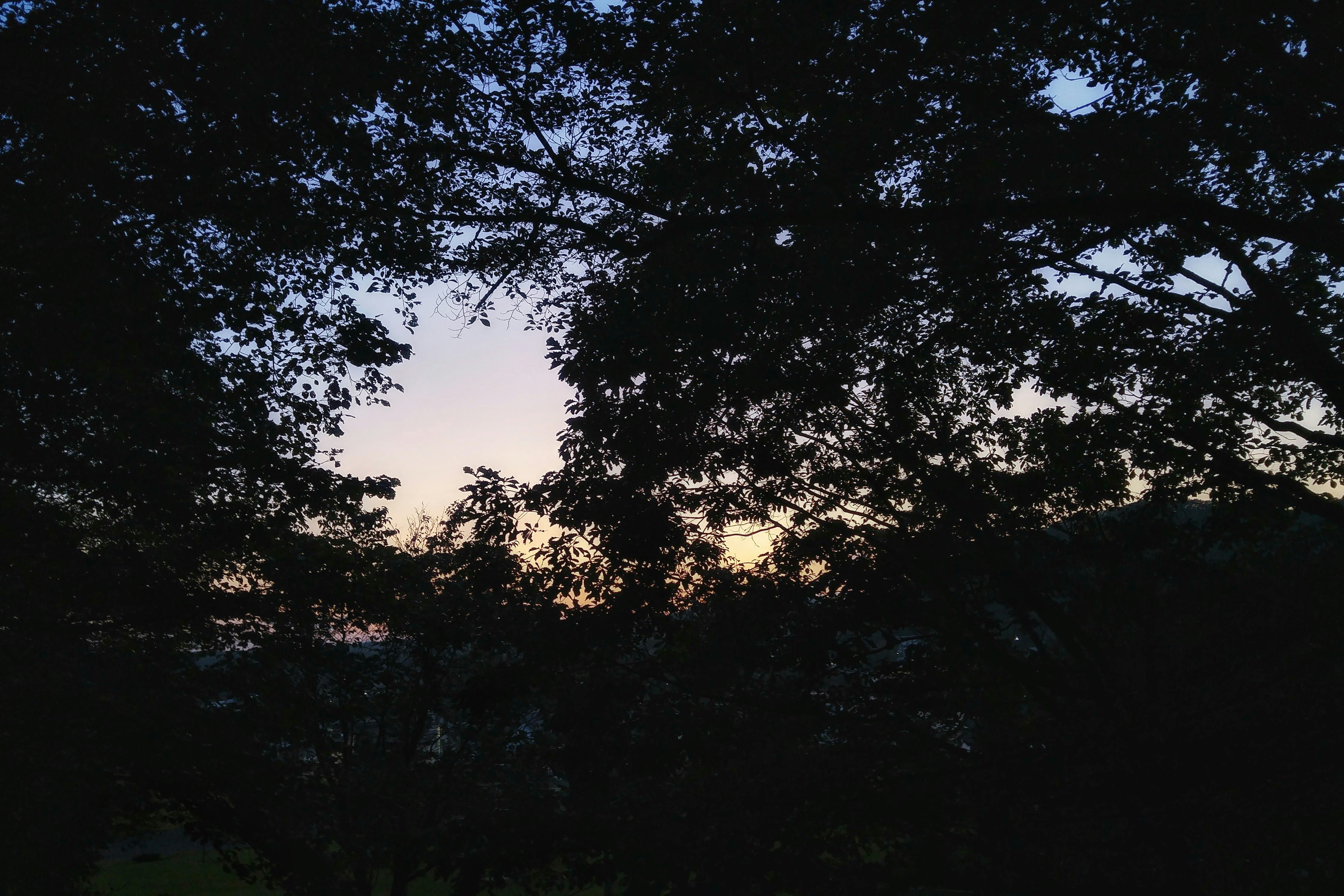 木々のシルエットと夕暮れの空
