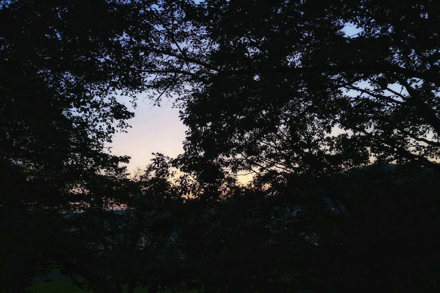 Pemandangan dikelilingi pohon saat senja