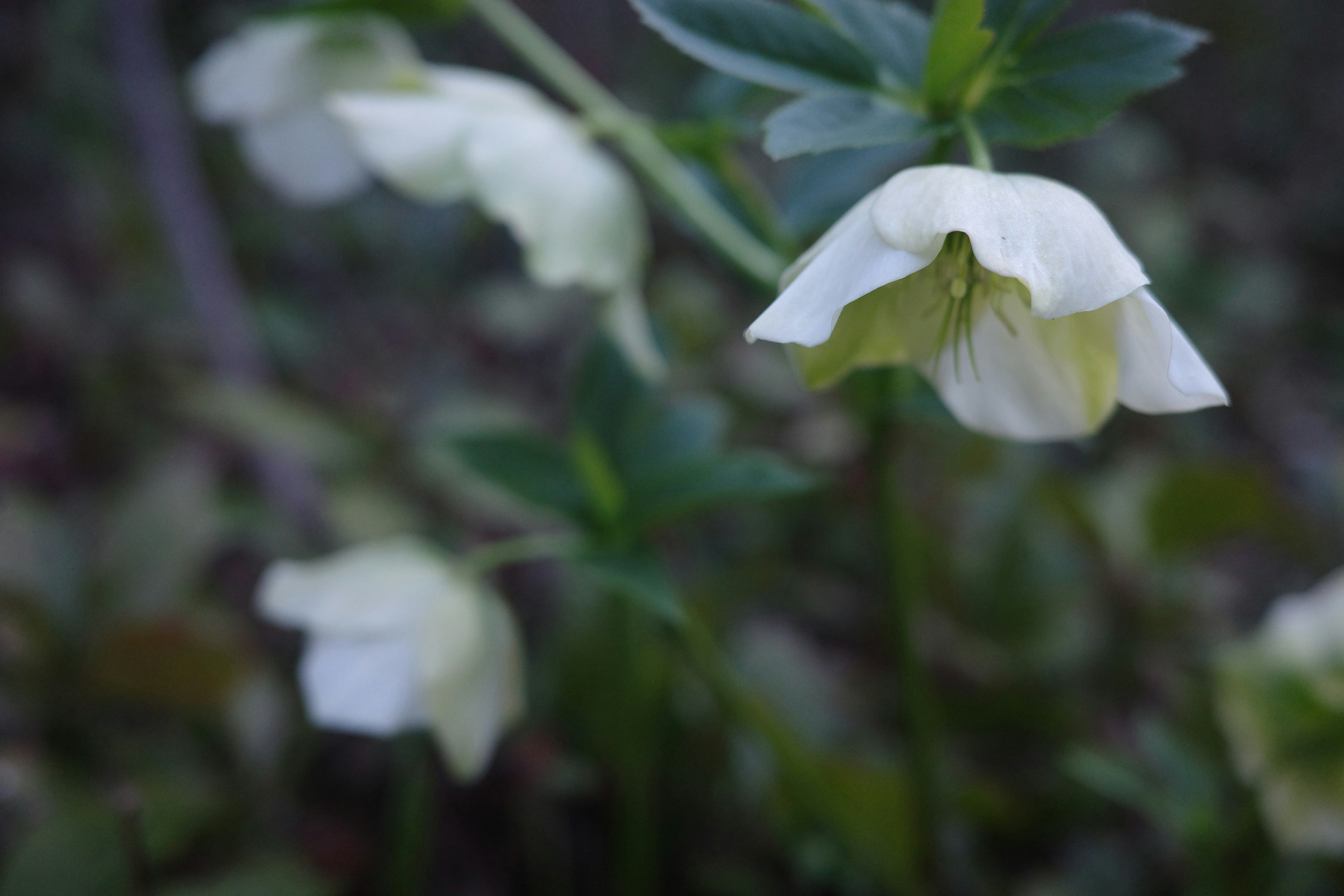 close-up of white Christmas rose flowers