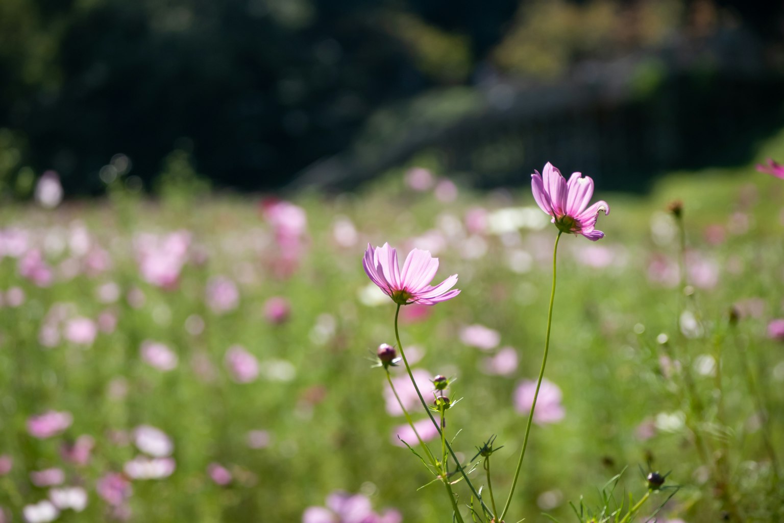 Feld von rosa Kosmosblumen, die in einer sonnigen Umgebung blühen