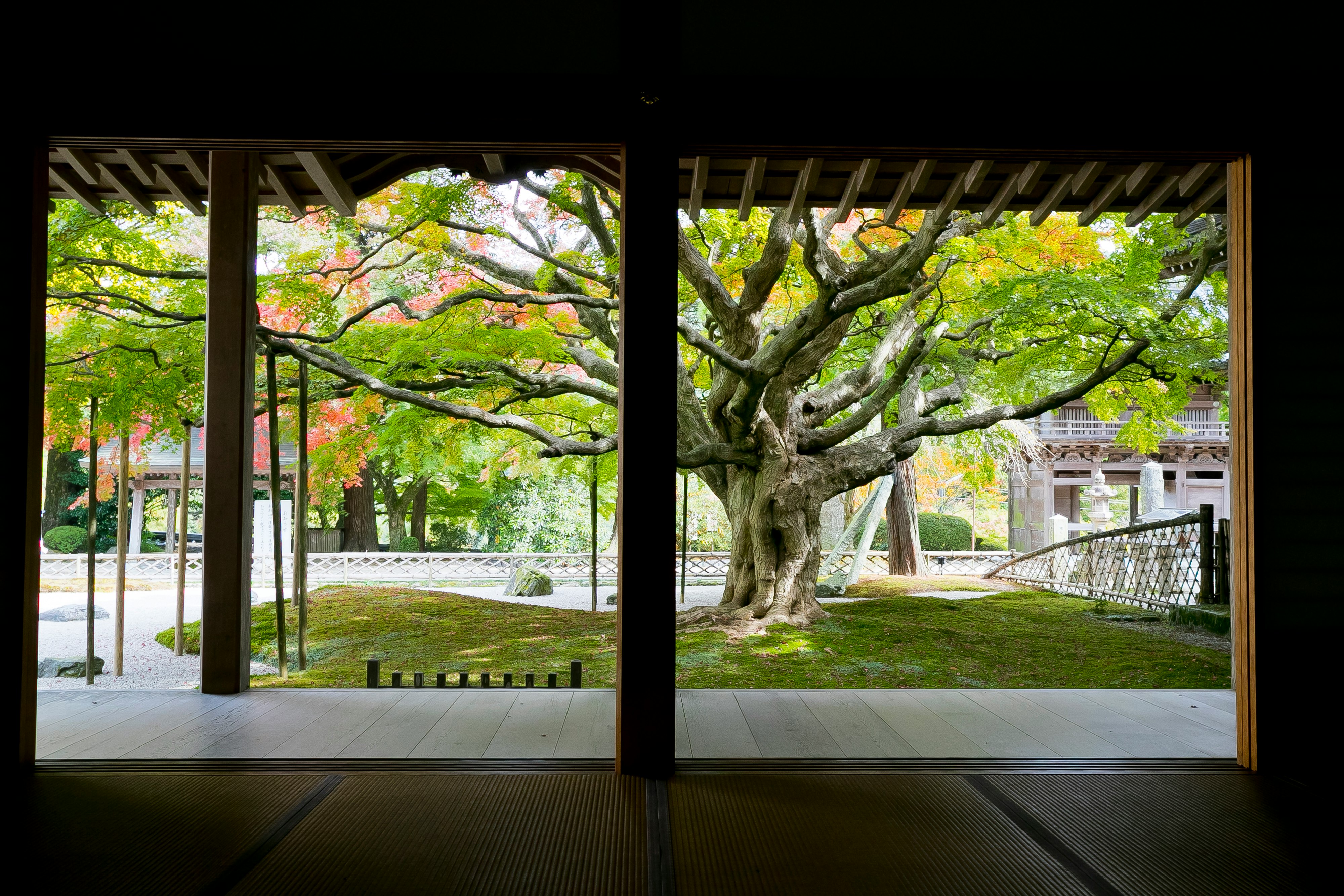 View of a garden with a large tree and autumn foliage from an engawa veranda