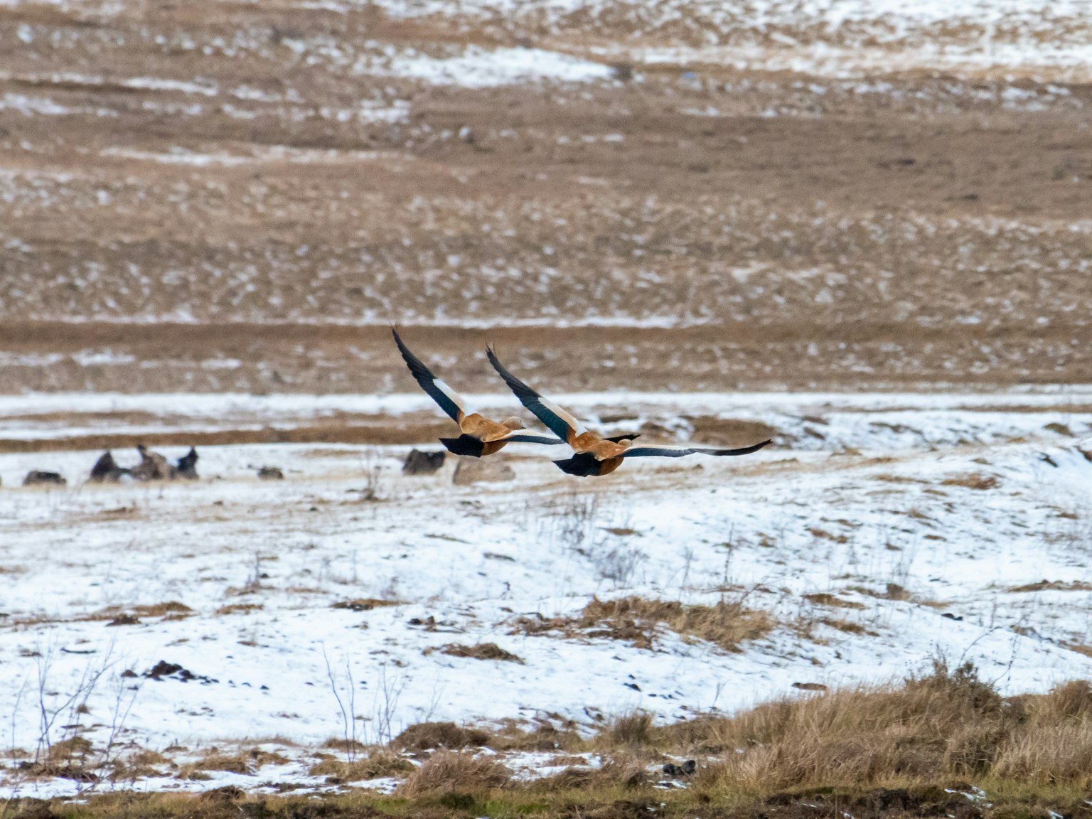 Zwei Vögel fliegen über eine schneebedeckte Landschaft