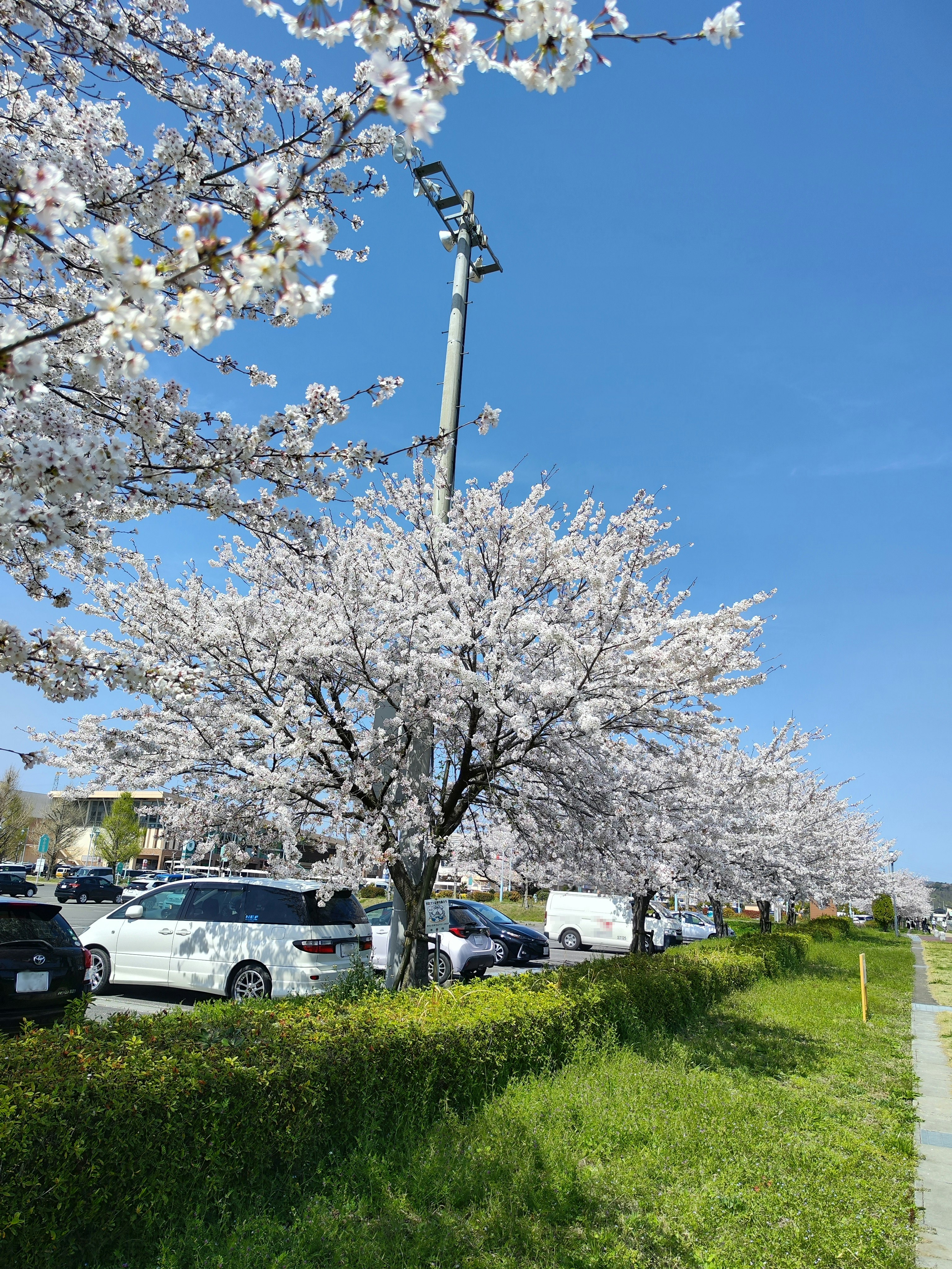 藍天下的櫻花樹與停車場車輛
